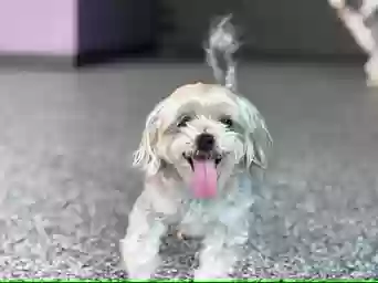 Lost dog in Dallas, TX, 75223