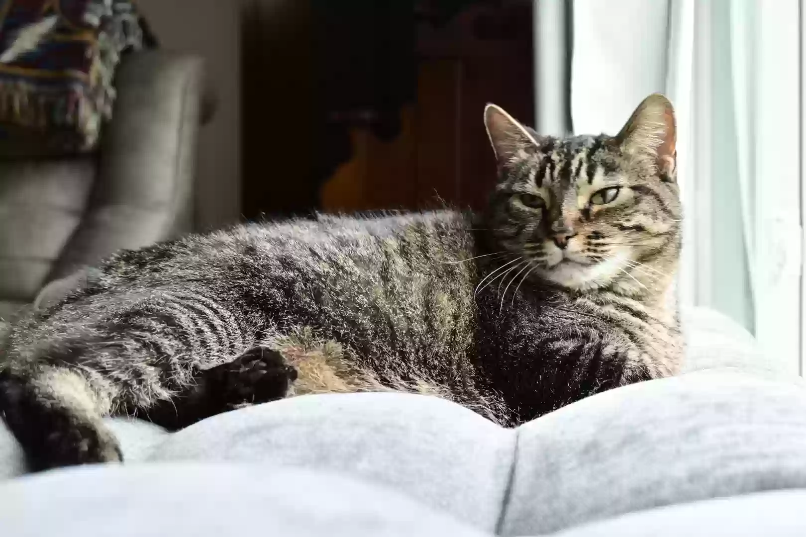 Lost cat in Katy, TX, 77450