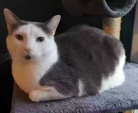 Lost cat in Sterling, MA, 1564