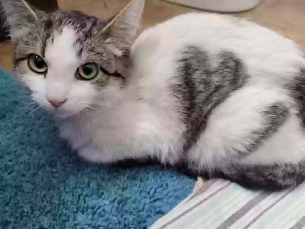 Lost cat in Kaukauna, WI, 54130