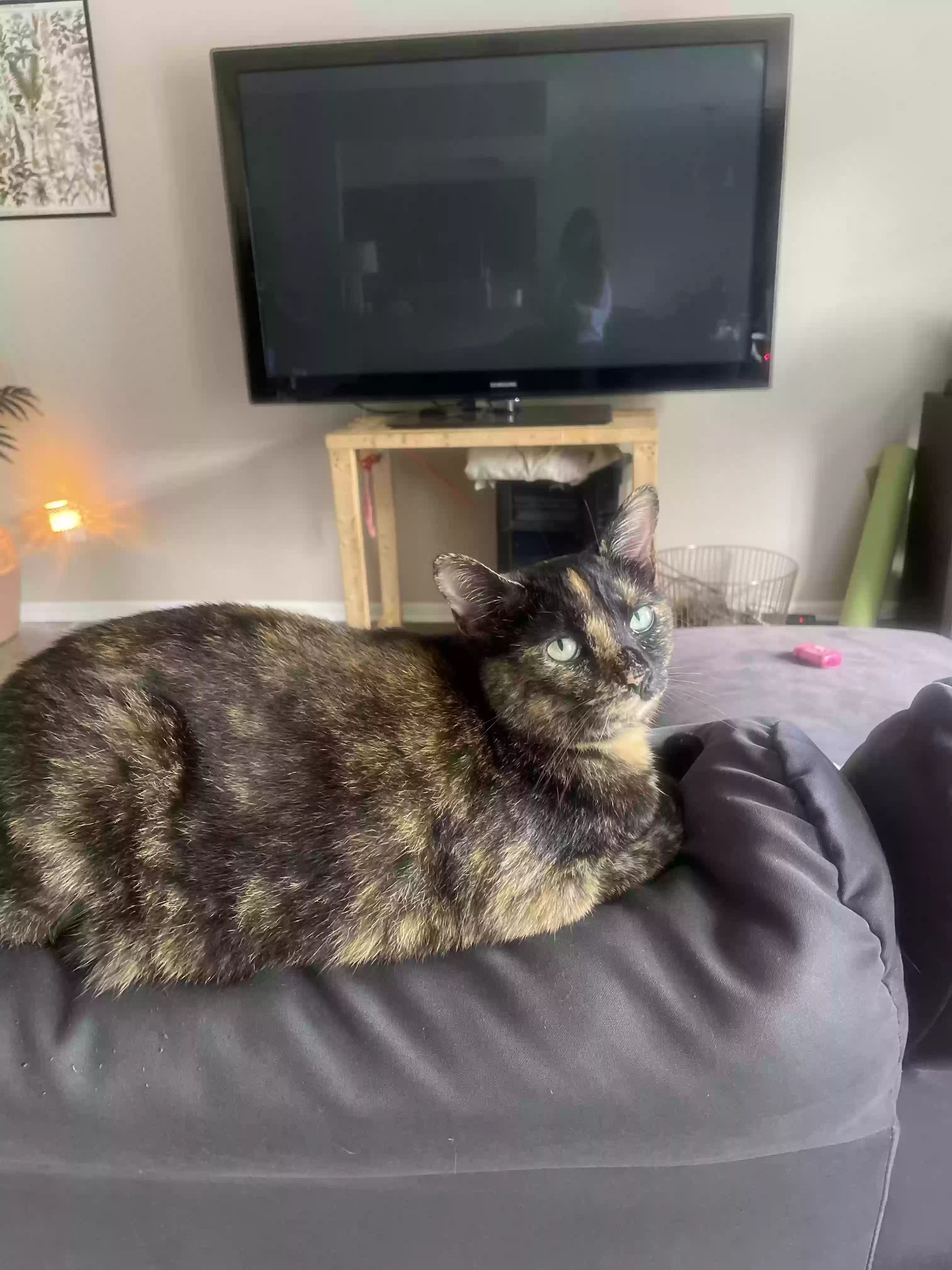 Lost cat in Cincinnati, OH, 45219