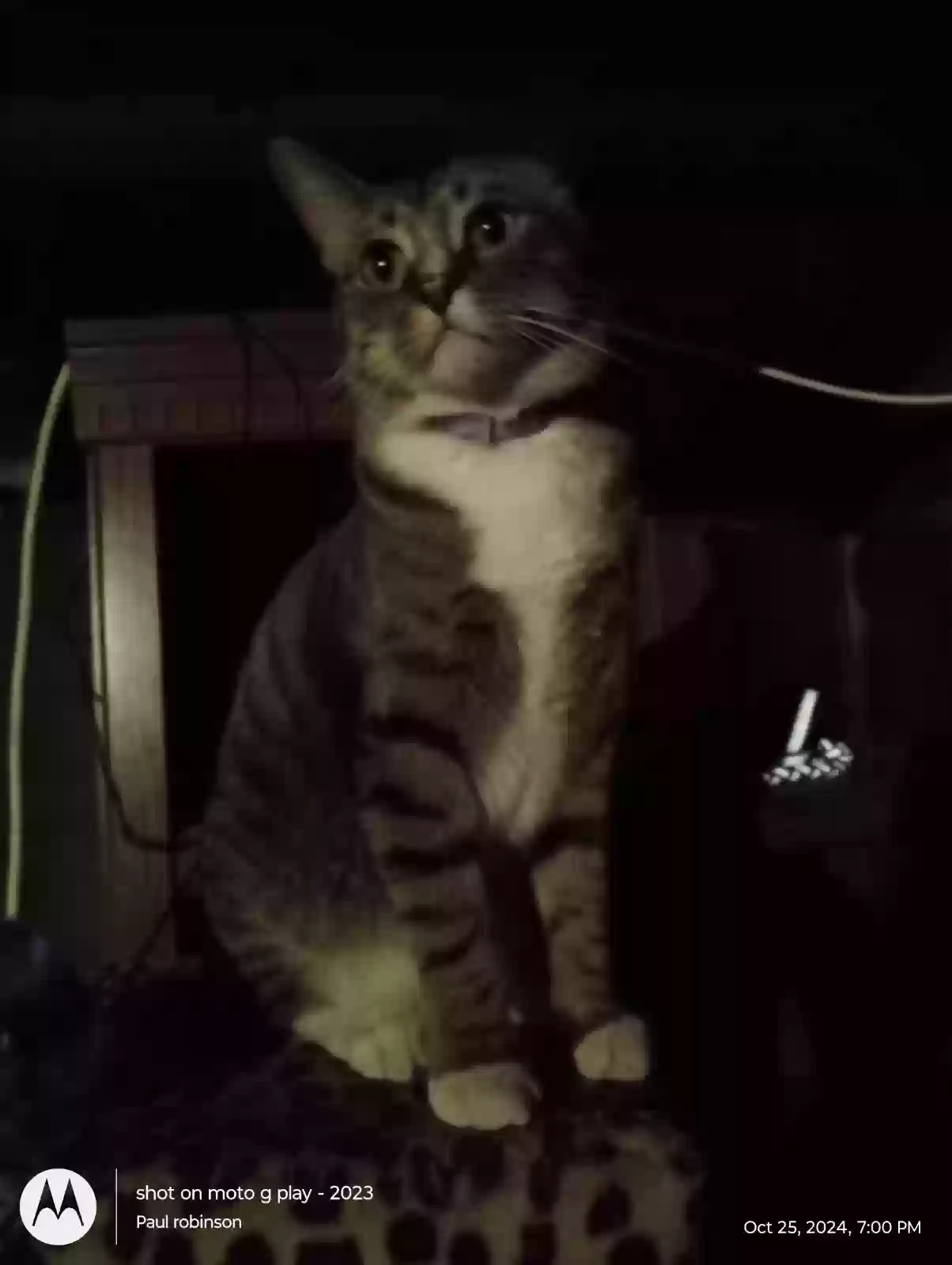 Lost cat in Auburn, CA, 95602