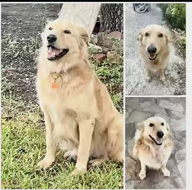 Lost dog in Inez, TX, 77968
