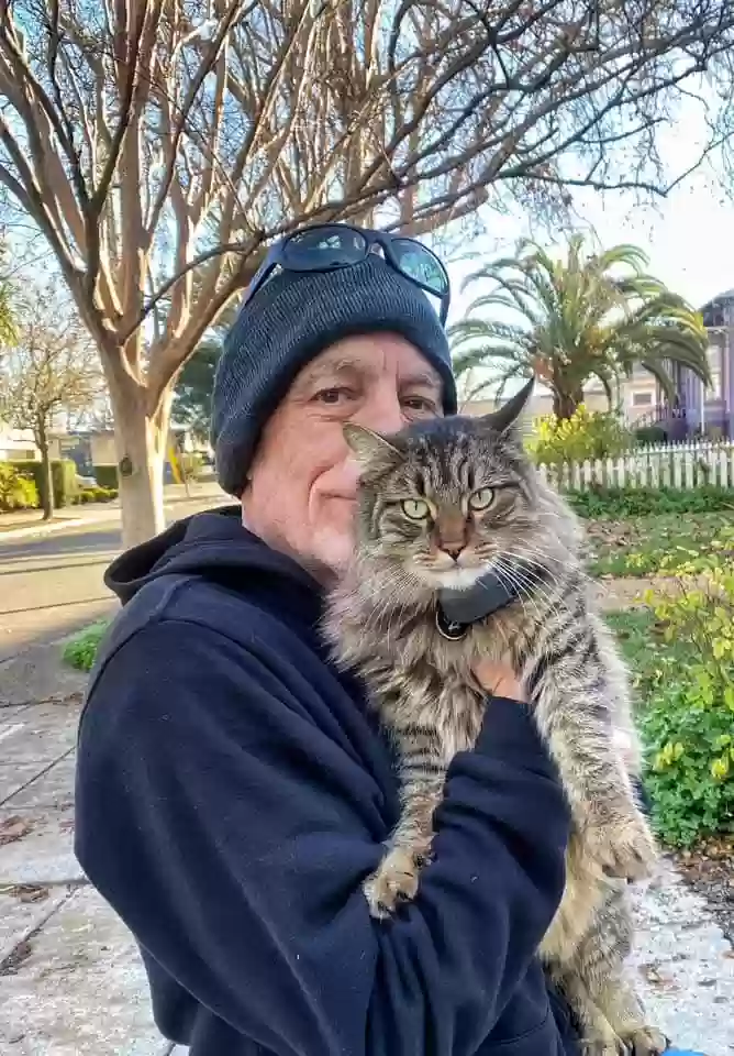 Lost cat in Santa Rosa, CA, 95404