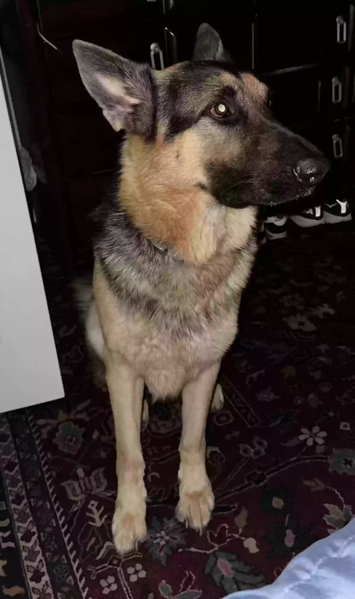 Lost dog in Dallas, TX, 75228