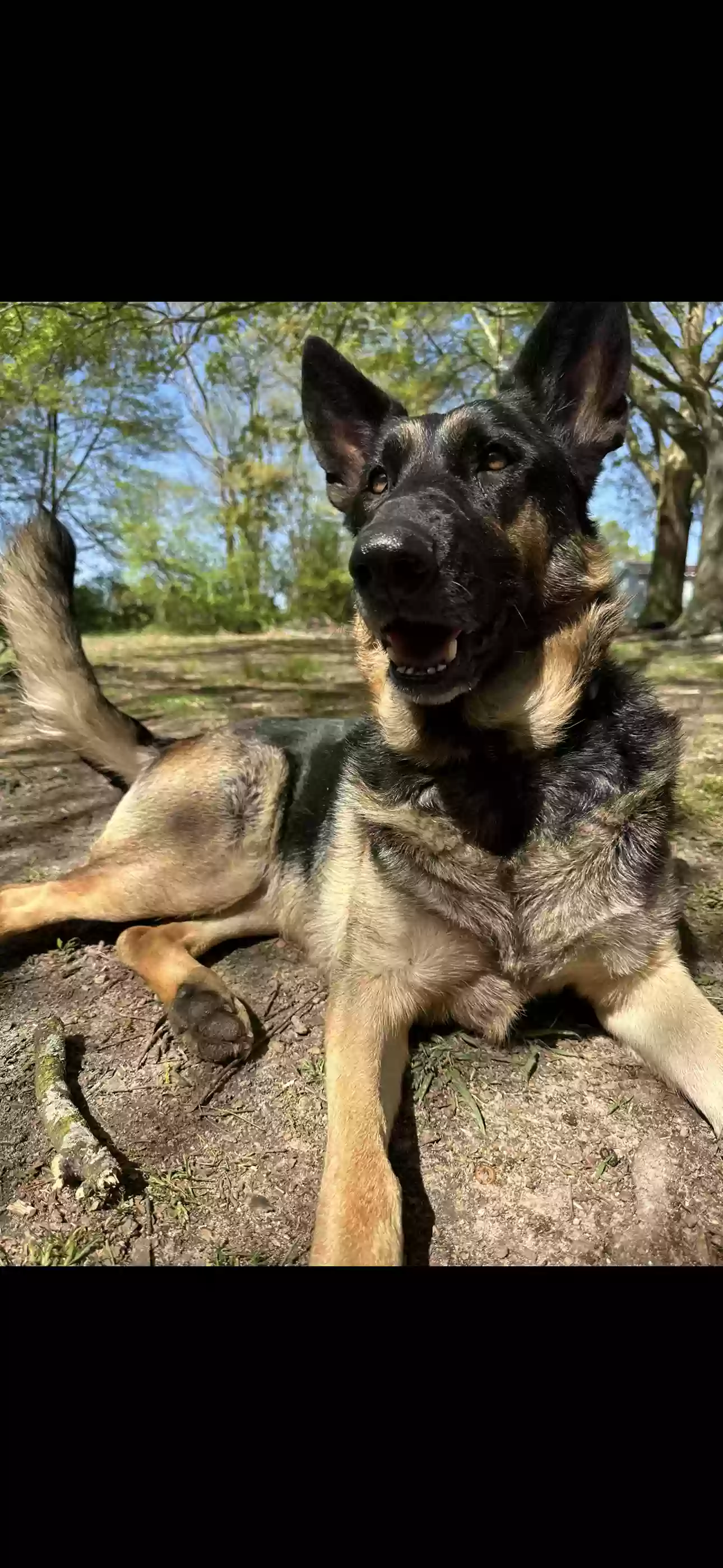 Lost dog in Royston, GA, 30662