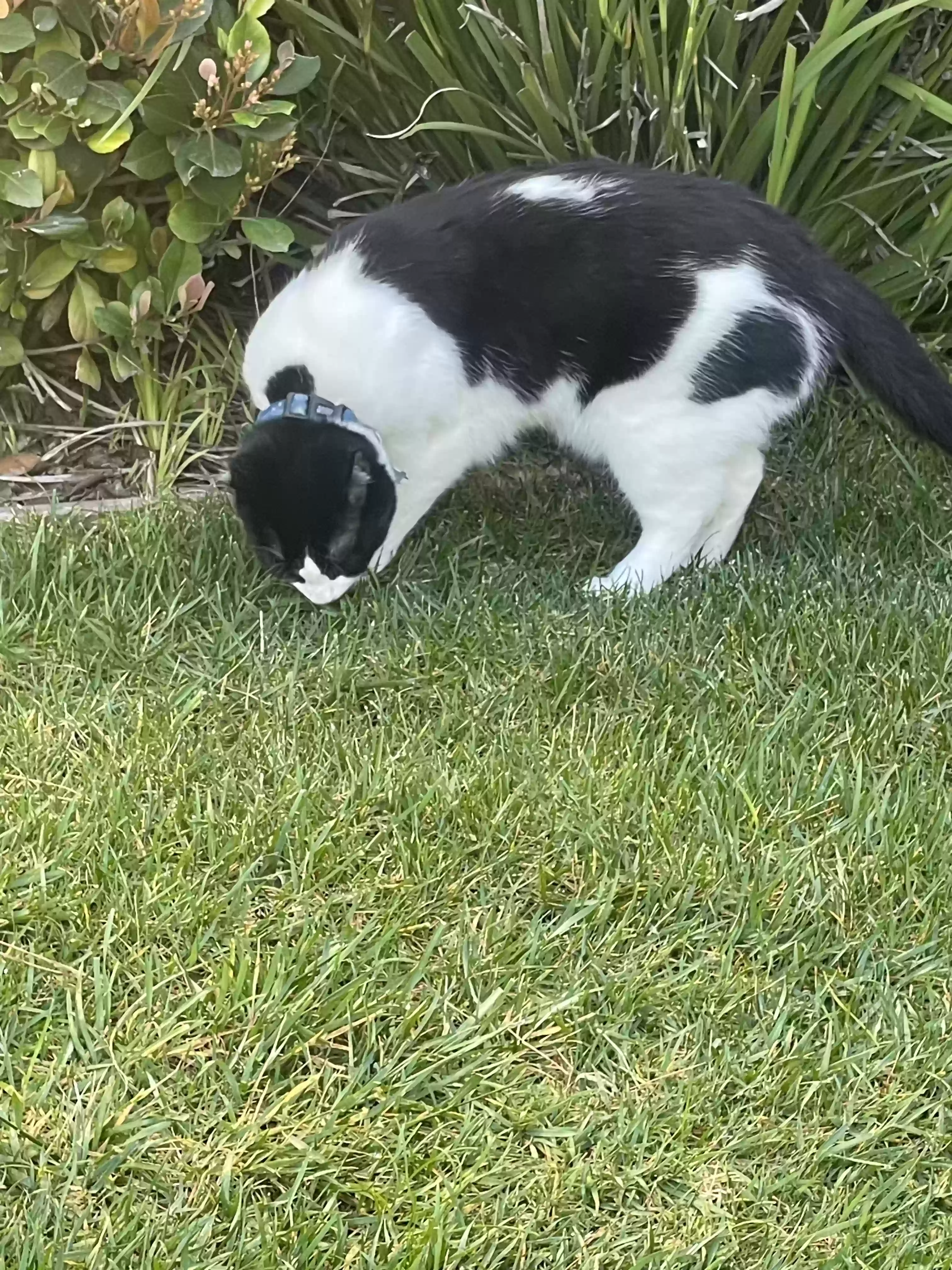 Lost cat in Arcadia, CA, 91006