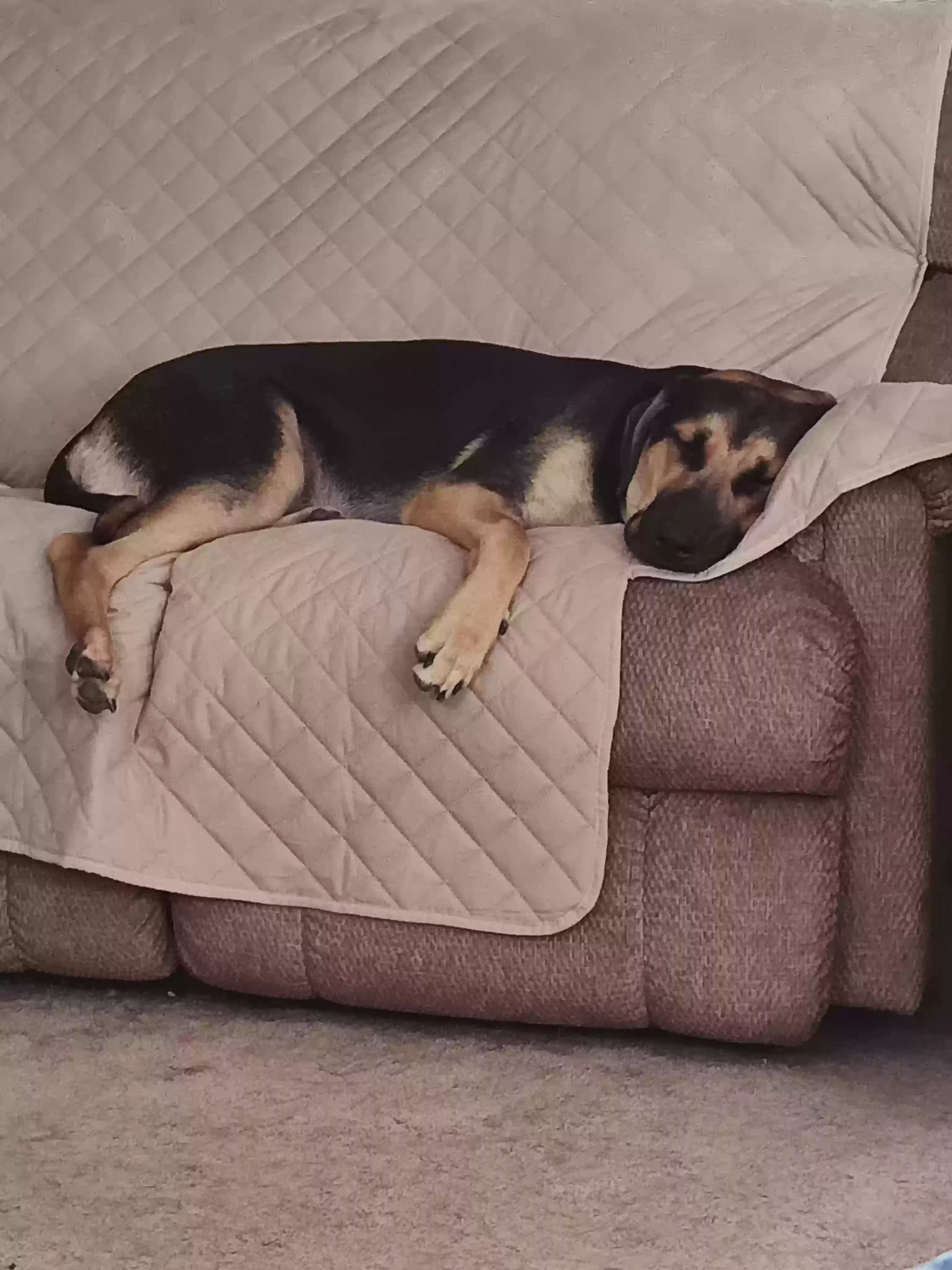 Lost dog in Burton, TX, 77835