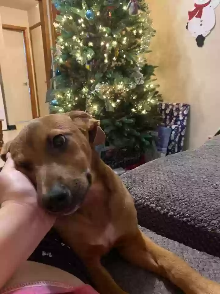 Lost dog in Dandridge, TN, 37725