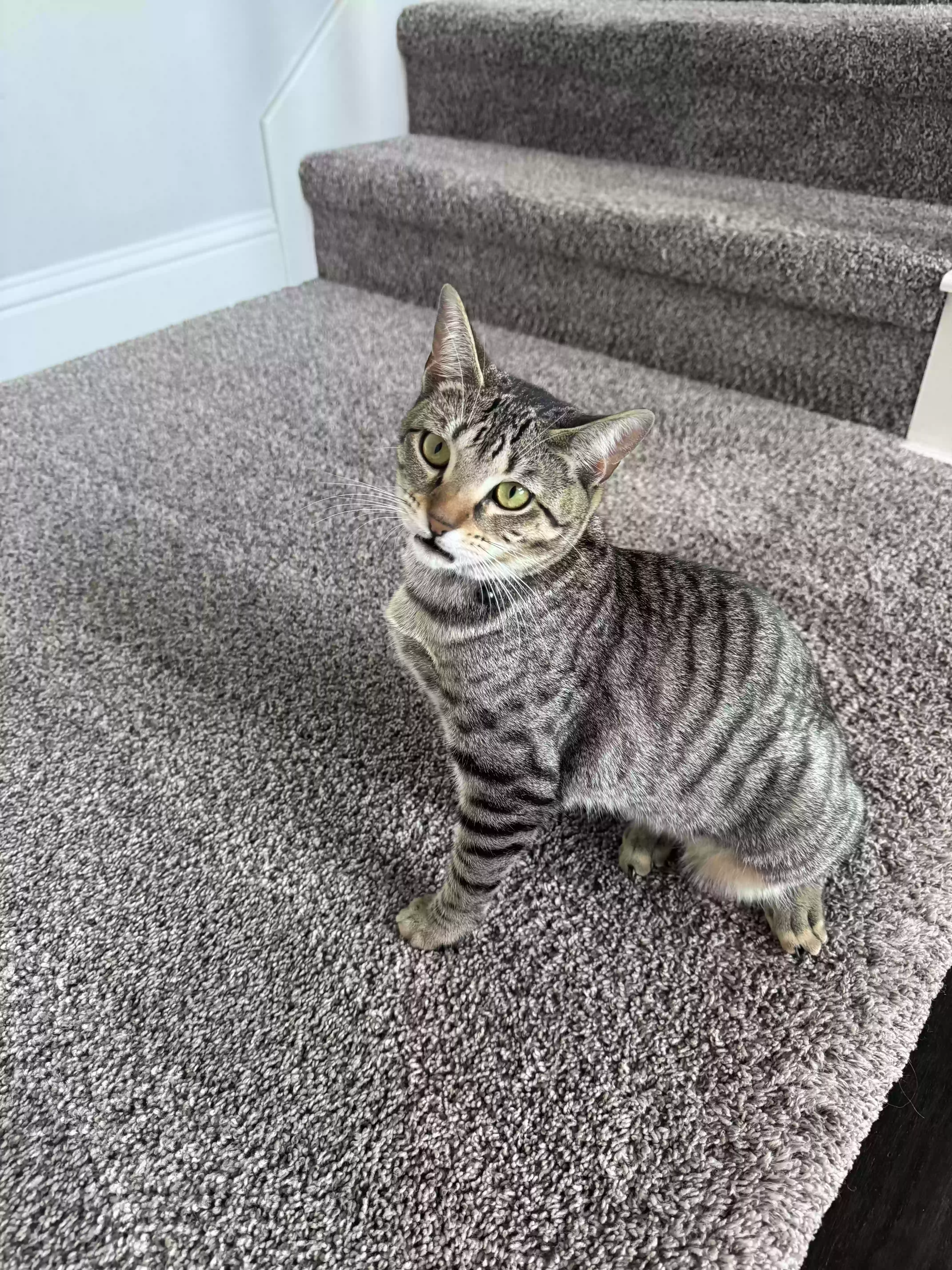 Lost cat in Midlothian, TX, 76065