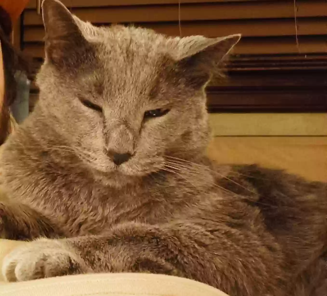 Lost cat in Minneapolis, MN, 55408
