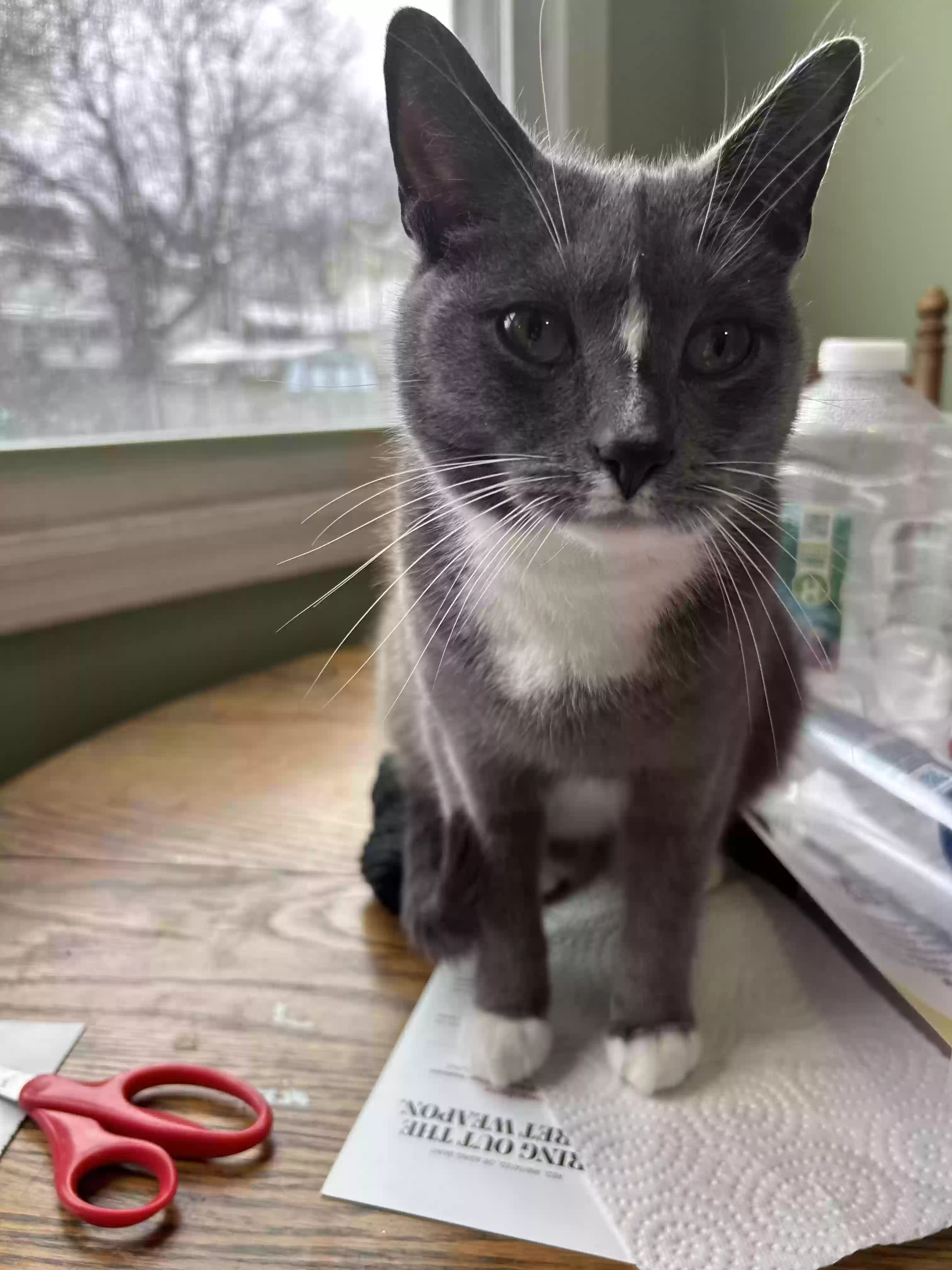 Lost cat in Washington, NJ, 7882