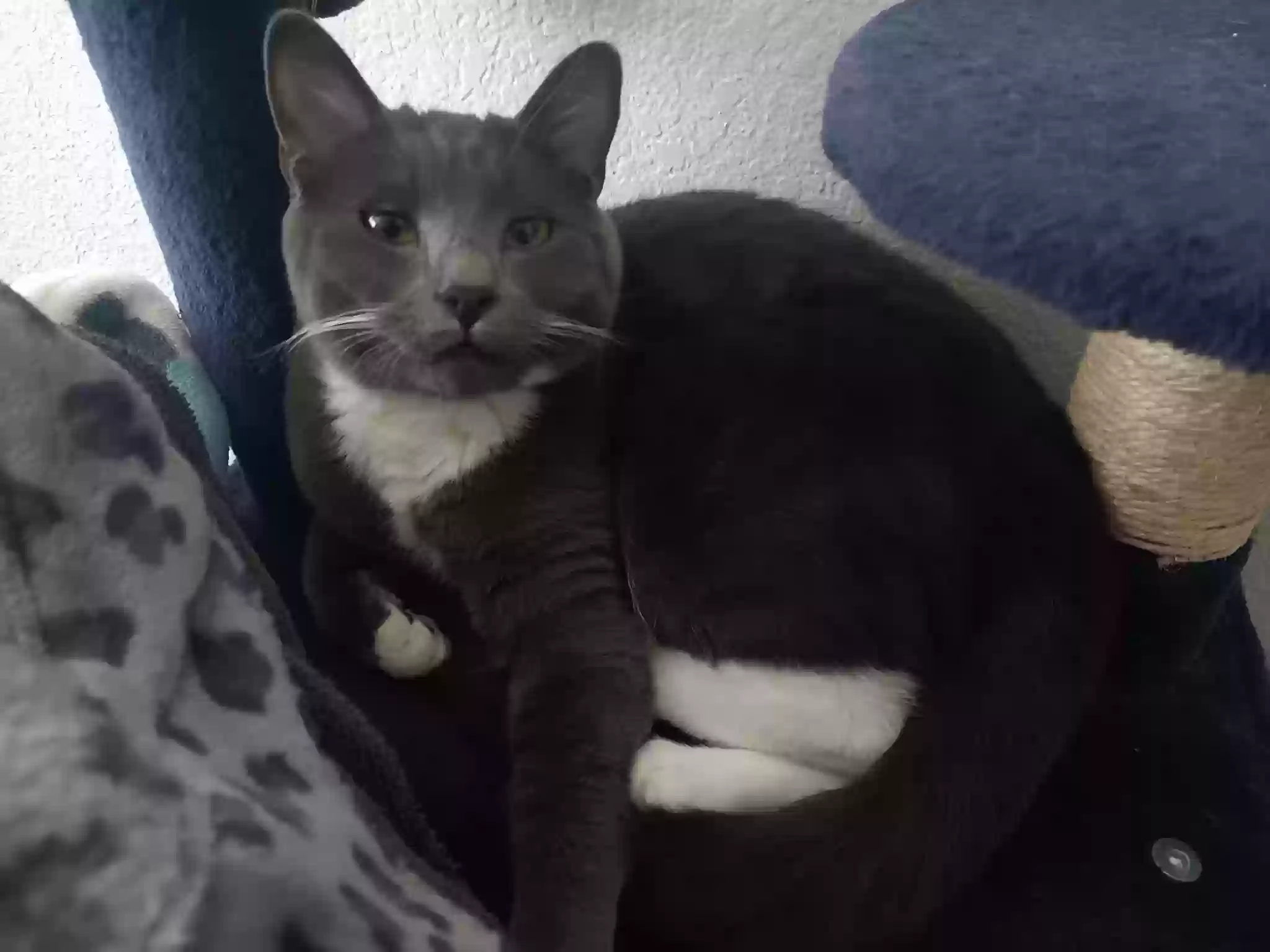 Lost cat in Kennewick, WA, 99336