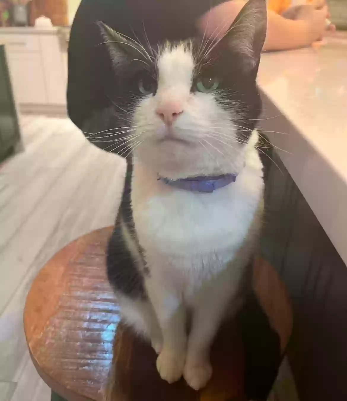 Lost cat in Gilbert, AZ, 85296