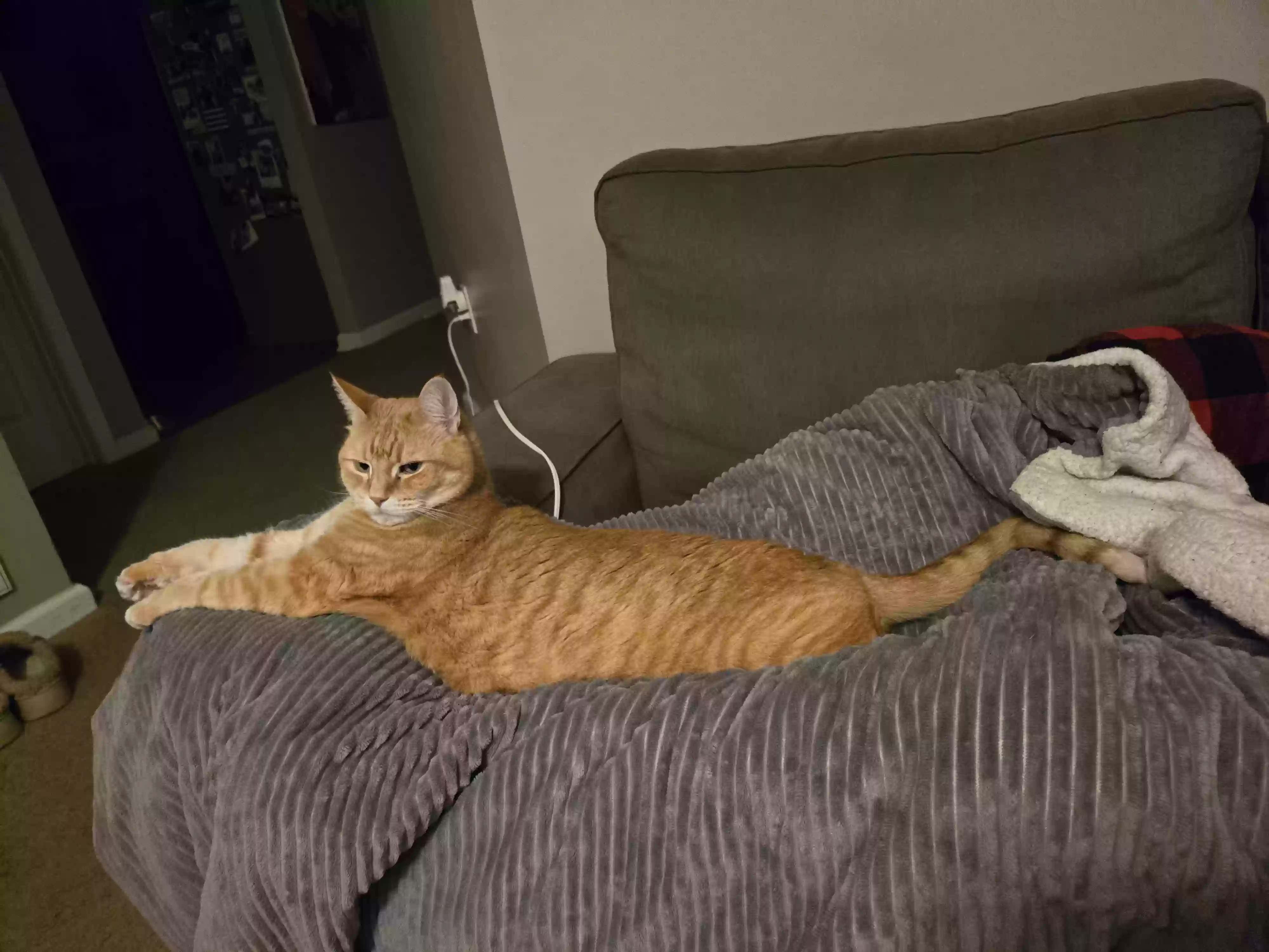 Lost cat in Henrico, VA, 23231