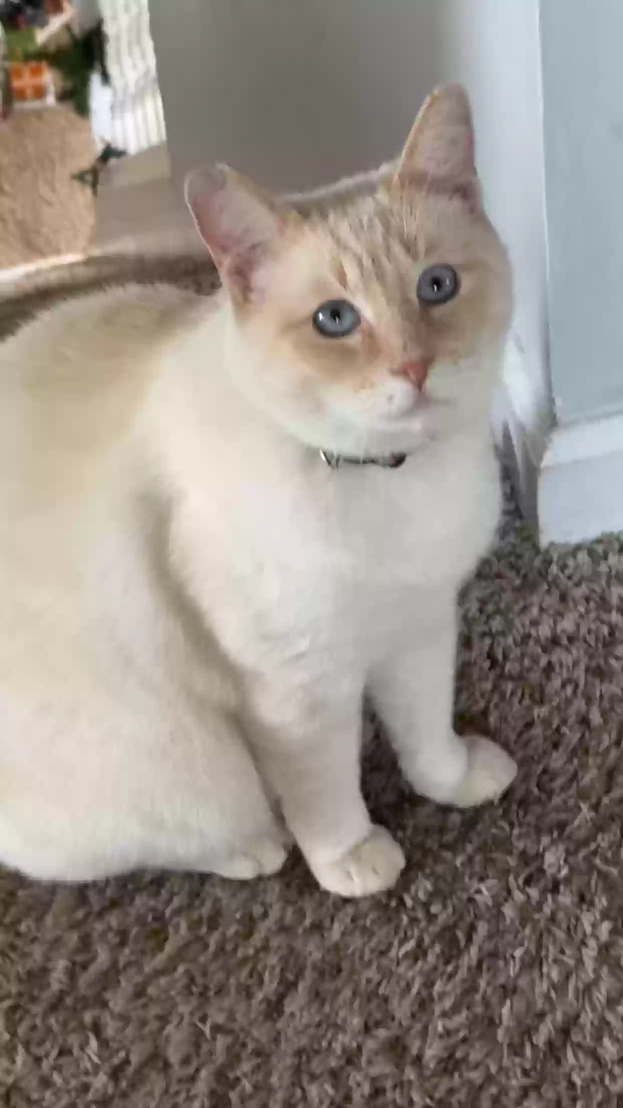 Lost cat in Clemmons, NC, 27012