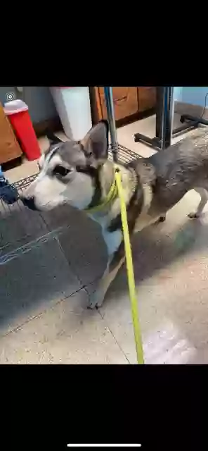 Lost dog in Portland, OR, 97229