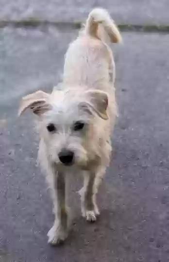 Lost dog in Ocala, FL, 34482