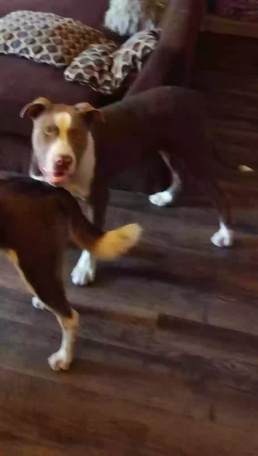 Lost dog in Albuquerque, NM, 87106