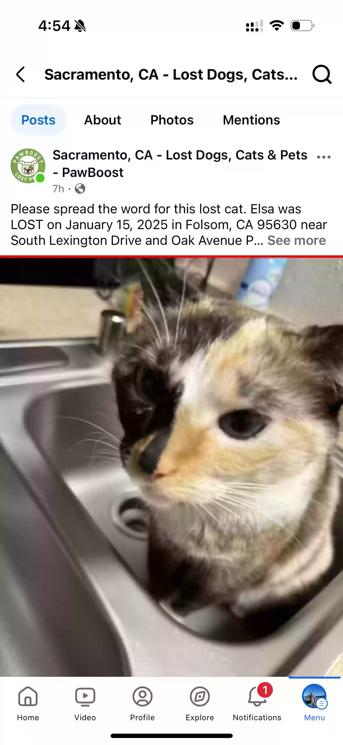 Lost cat in Folsom, CA, 95630