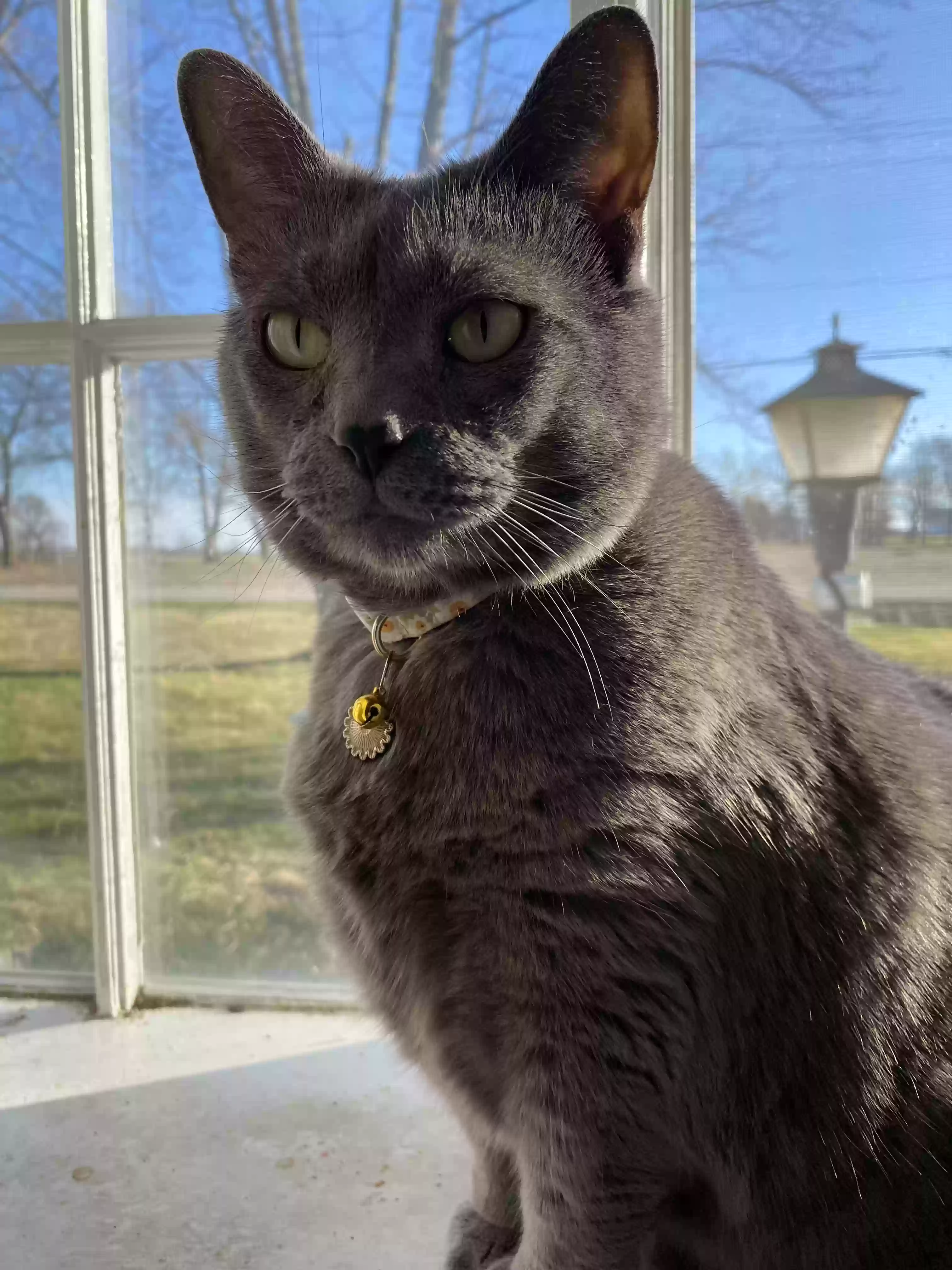 Lost cat in Toledo, OH, 43612