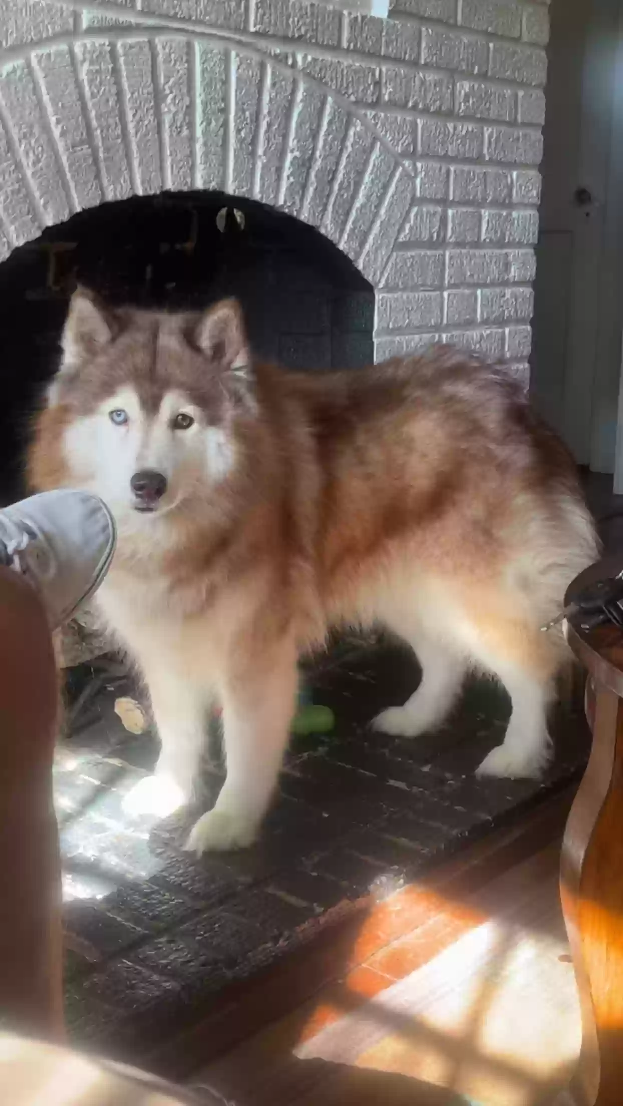 Lost dog in Rocky Mount, NC, 27804