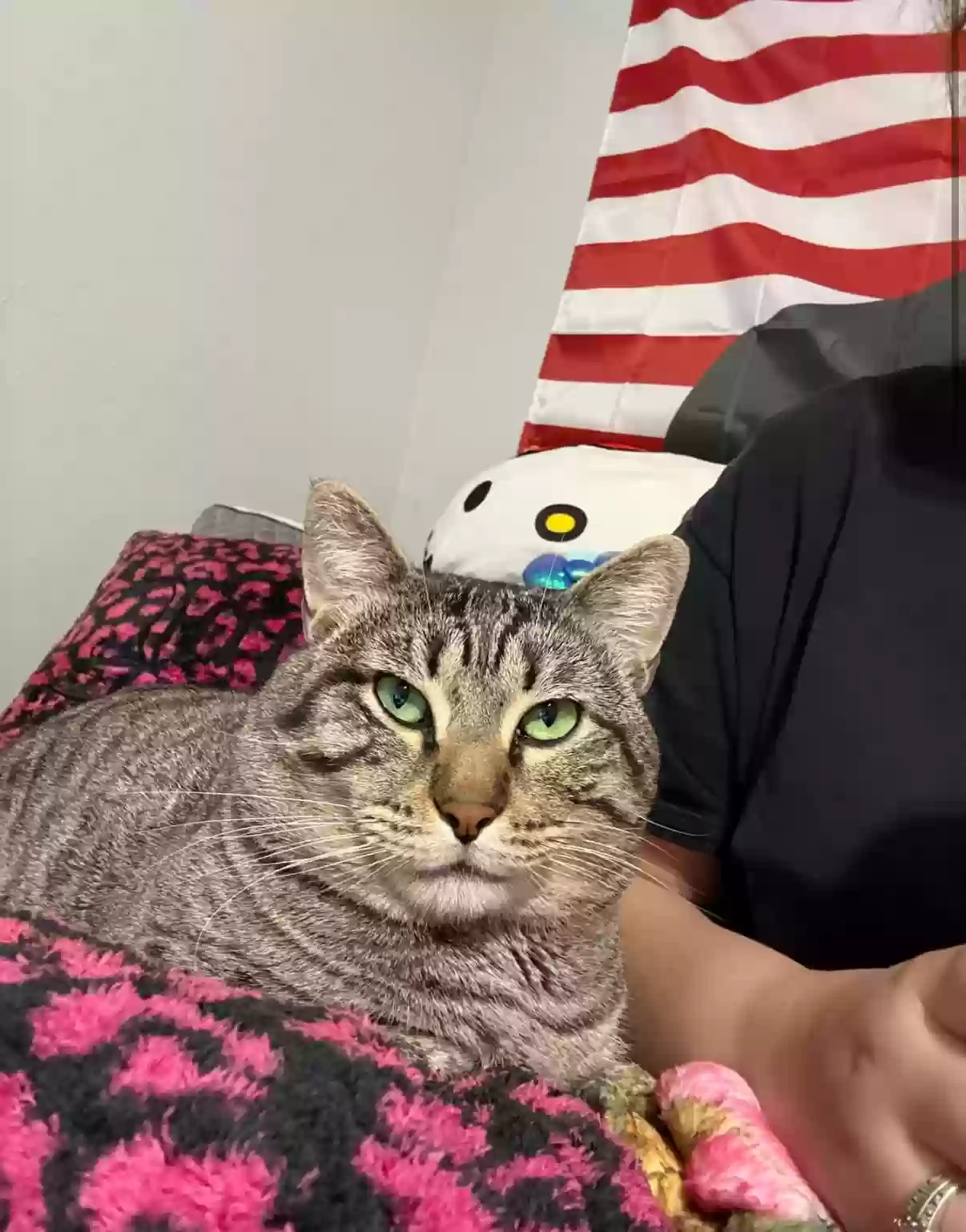 Lost cat in Dickinson, TX, 77539
