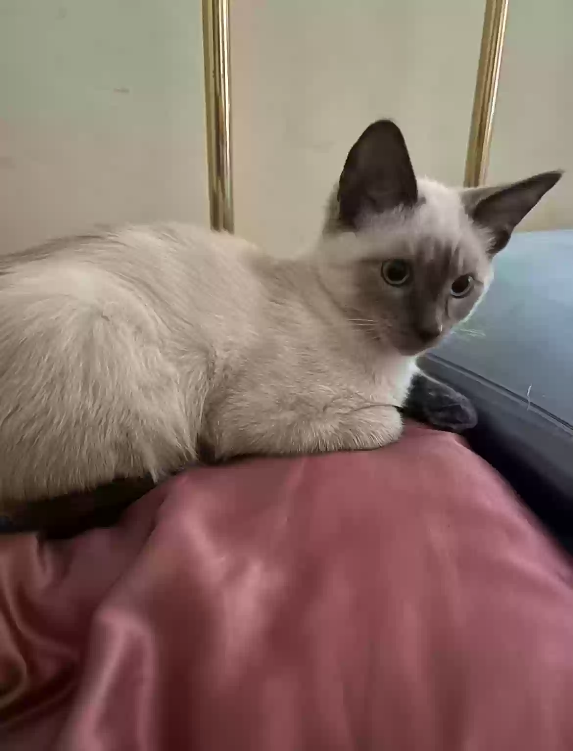 Lost cat in Garden Grove, CA, 92845