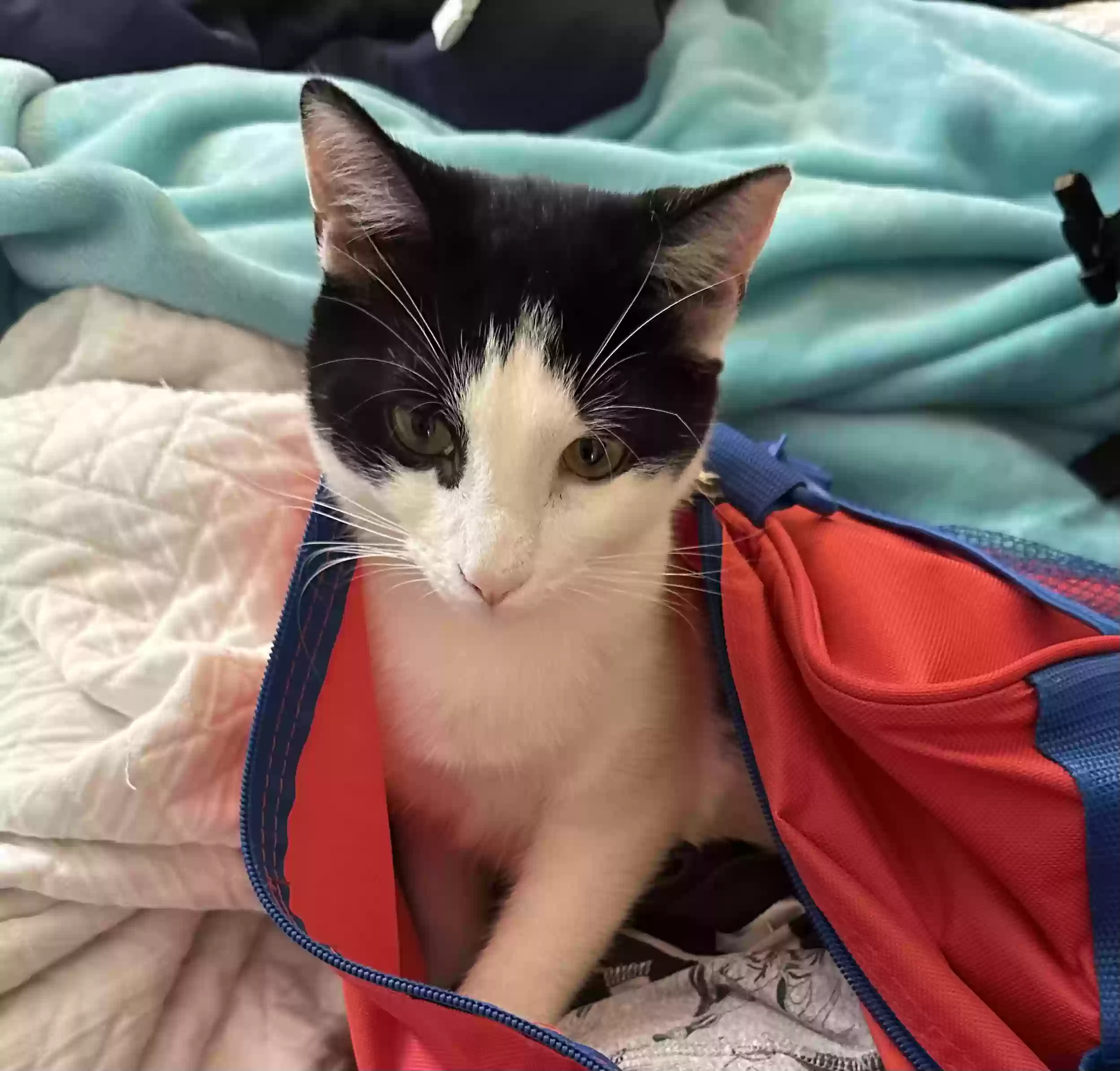 Lost cat in Winston Salem, NC, 27104