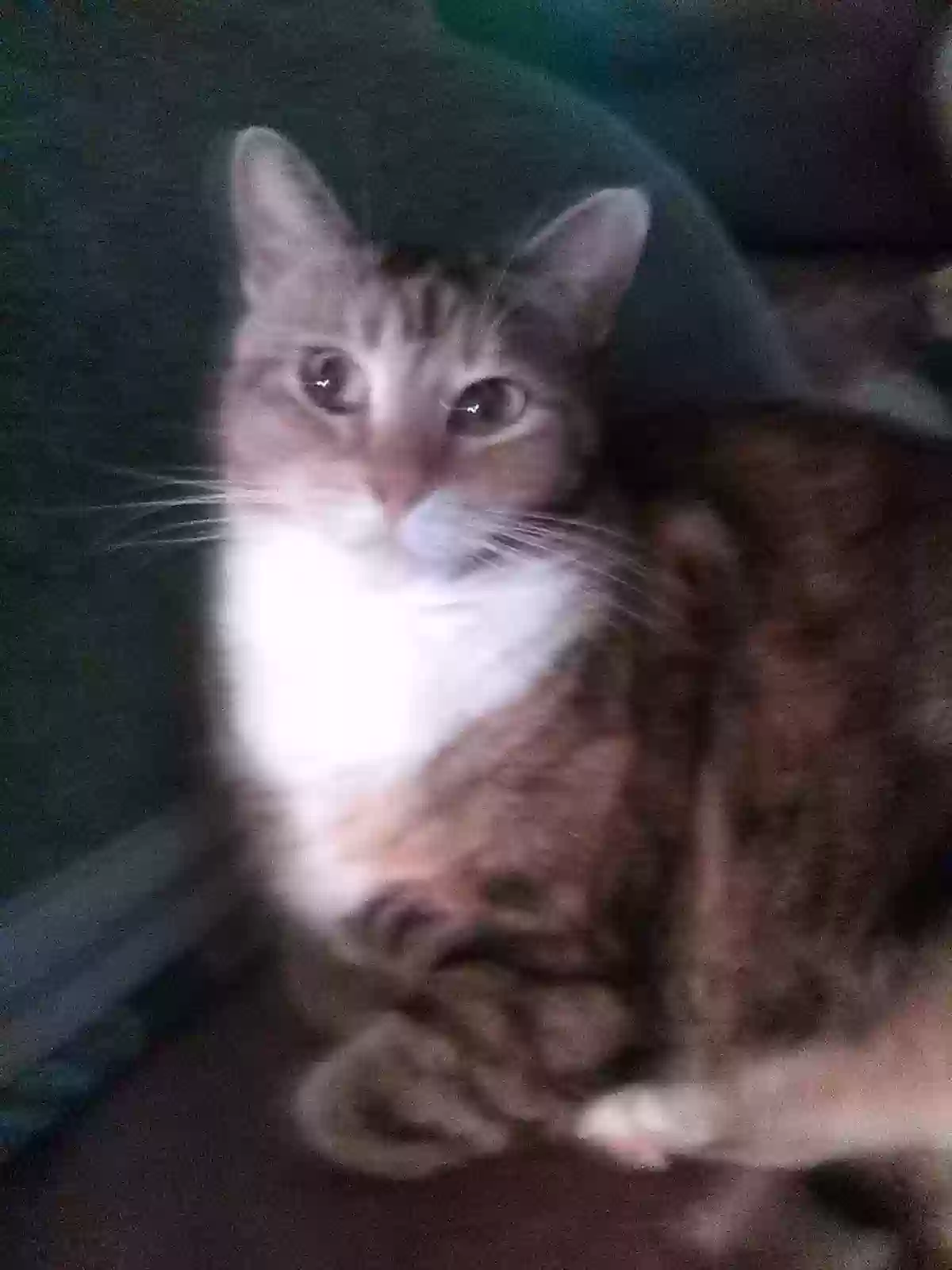 Lost cat in Oxnard, CA, 93033
