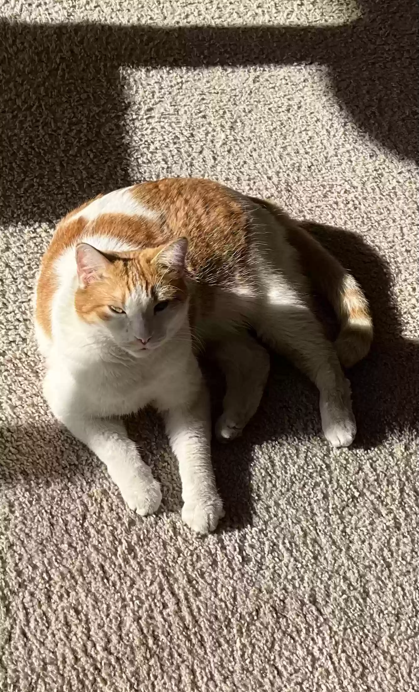Lost cat in Peoria, AZ, 85345