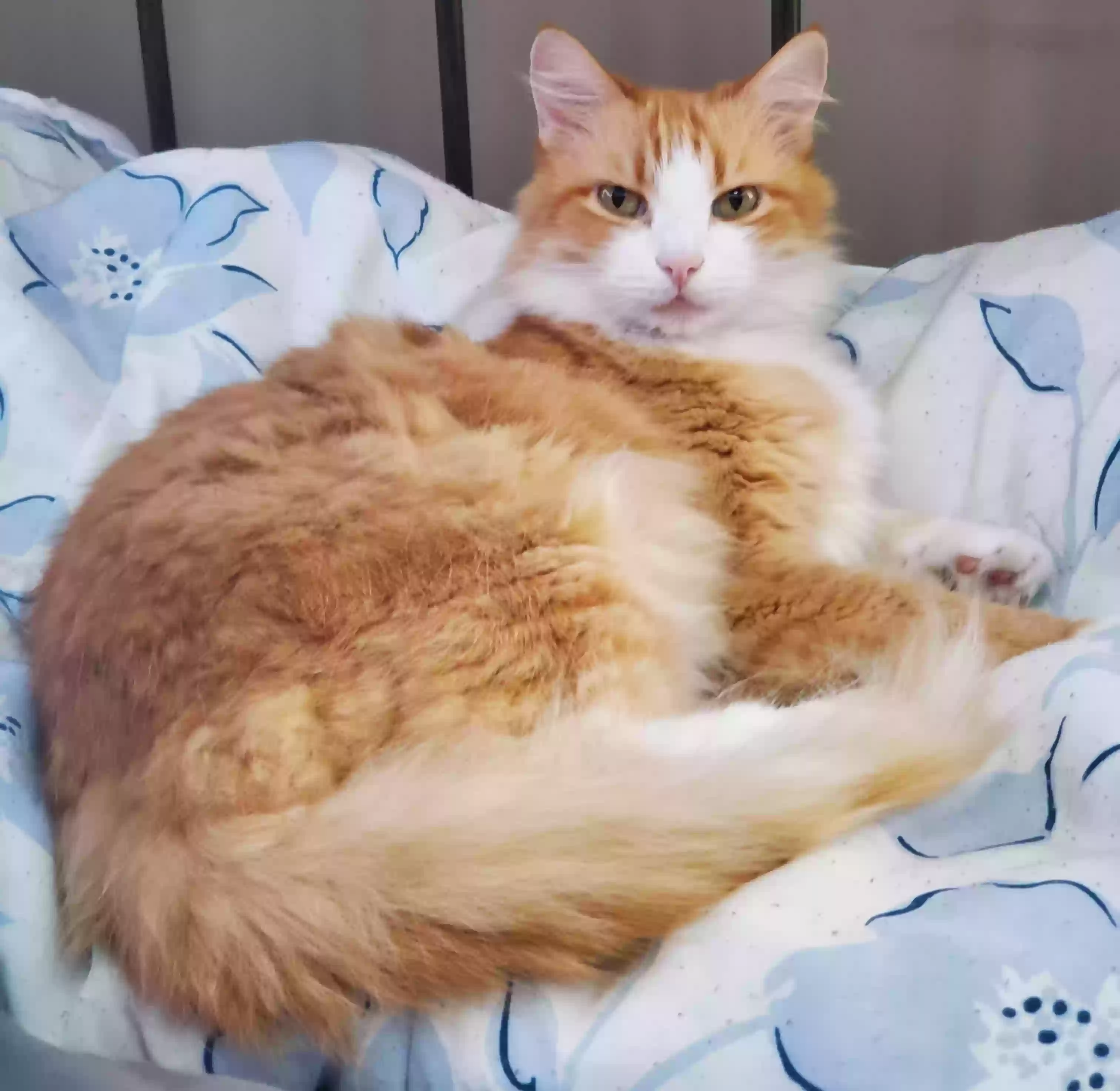 Lost cat in Broken Arrow, OK, 74011