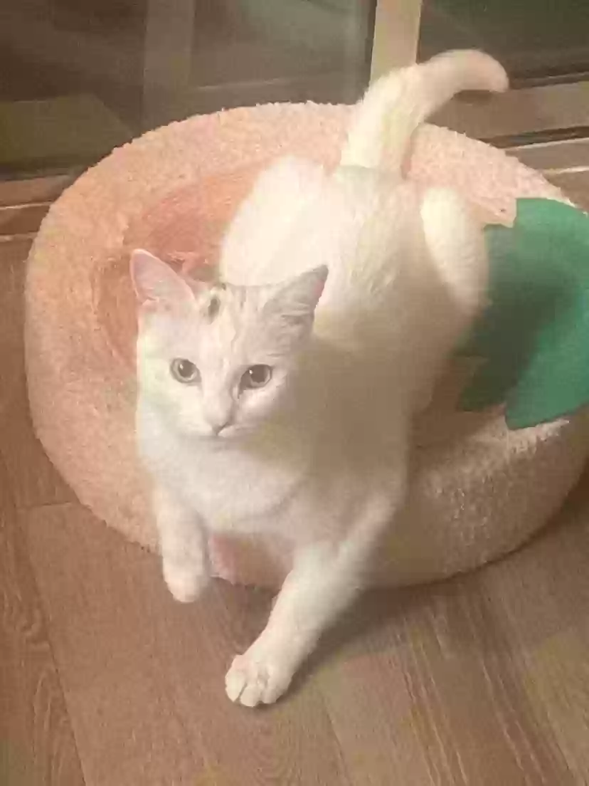 Lost cat in Buckeye, AZ, 85326