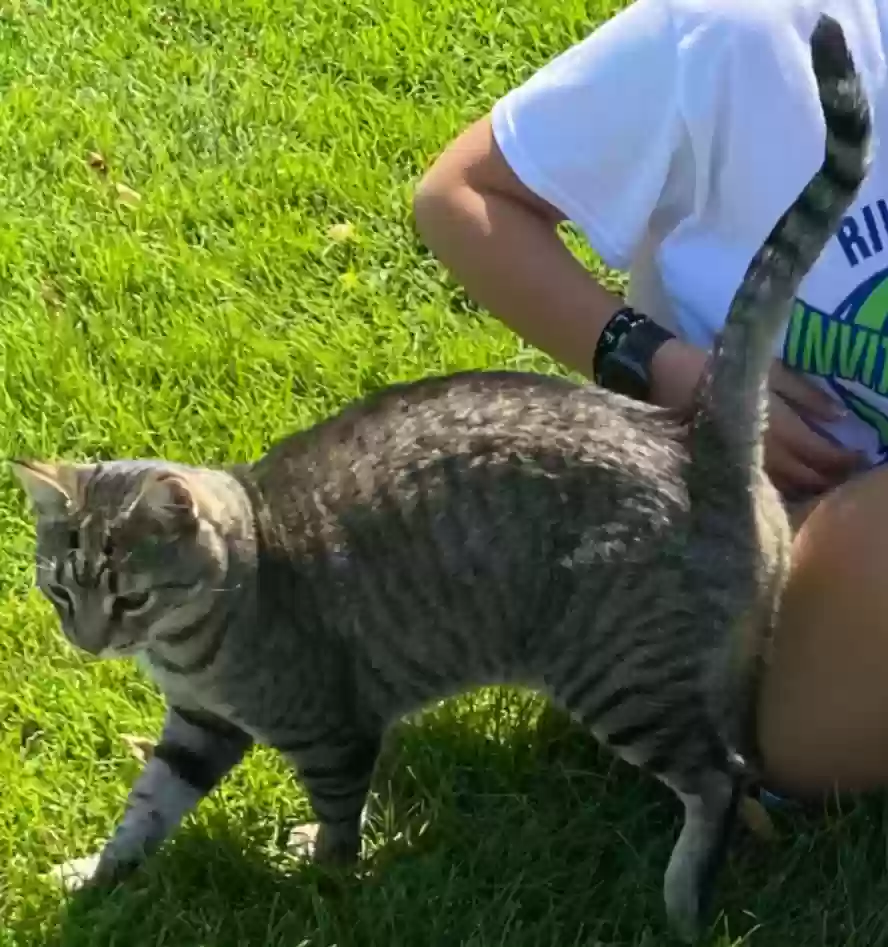Lost cat in Prosser, WA, 99350