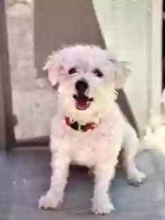 Lost dog in Tucson, AZ, 85710