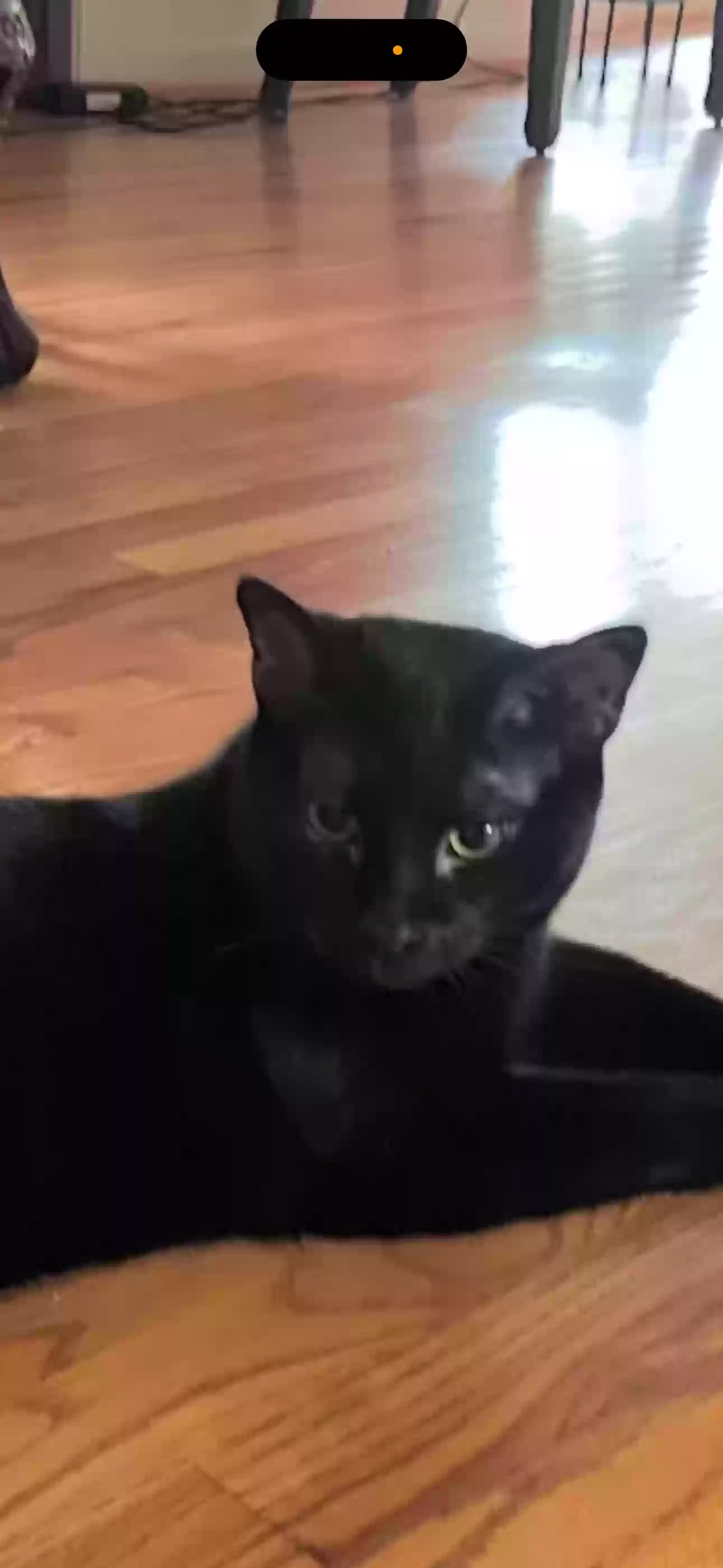 Lost cat in Dallas, TX, 75230