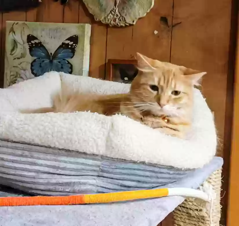 Lost cat in Little Rock, AR, 72205
