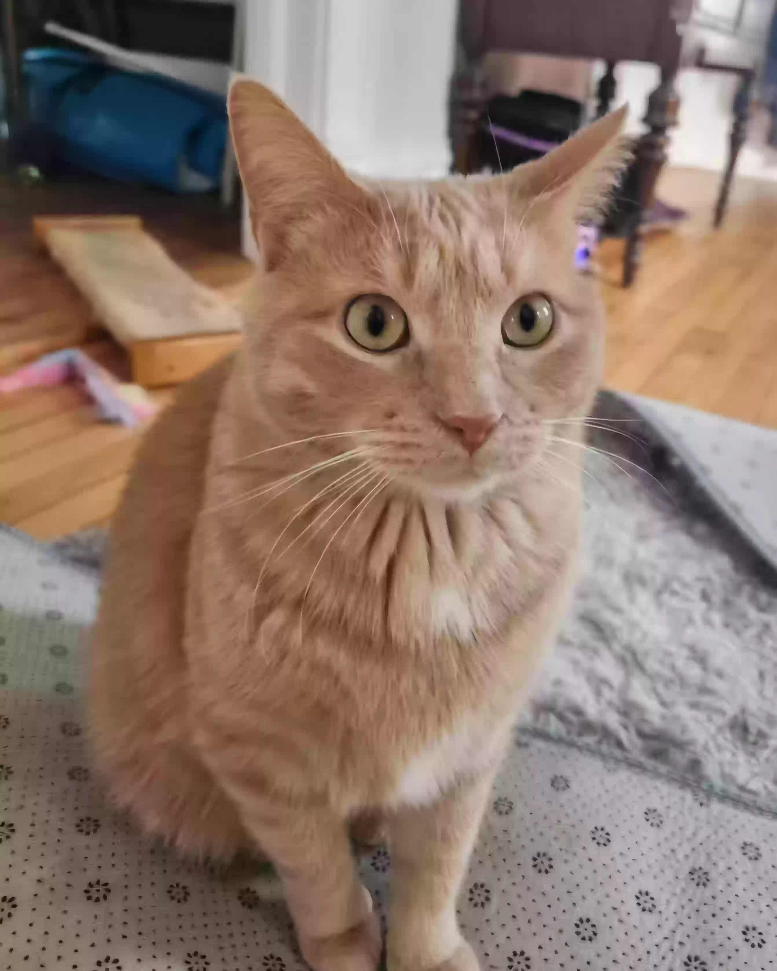 Lost cat in Chicago, IL, 60647