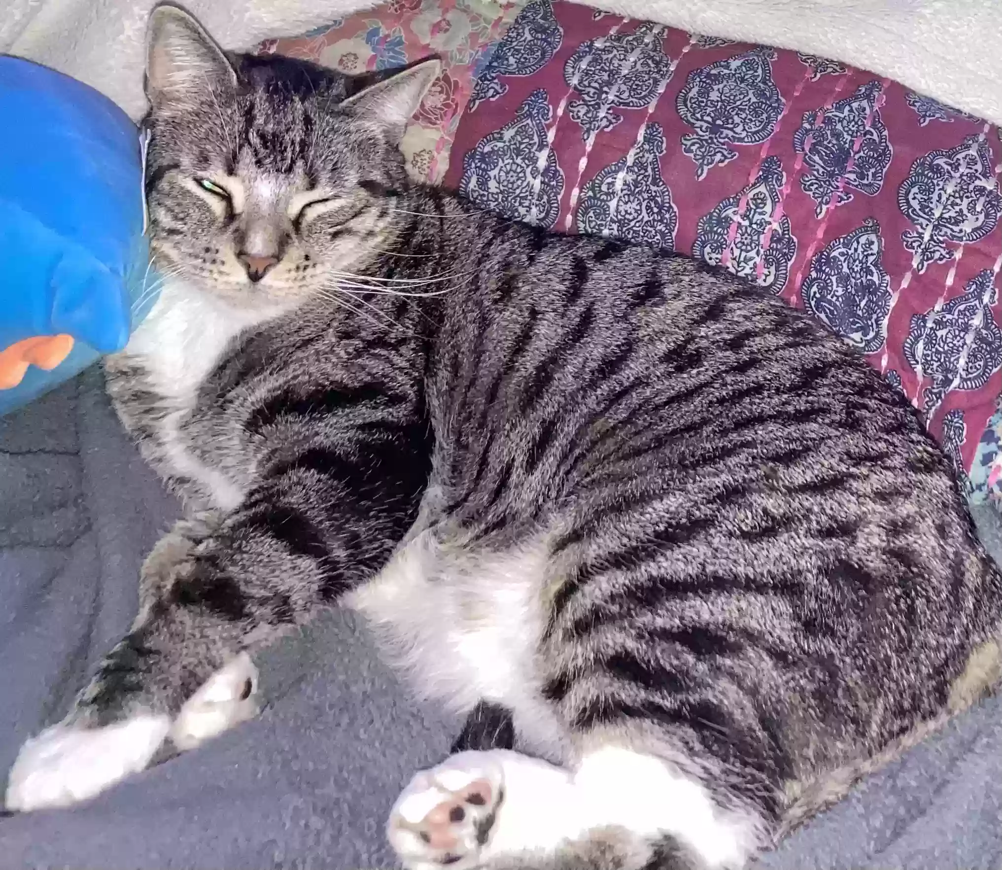 Lost cat in Westport, MA, 2790