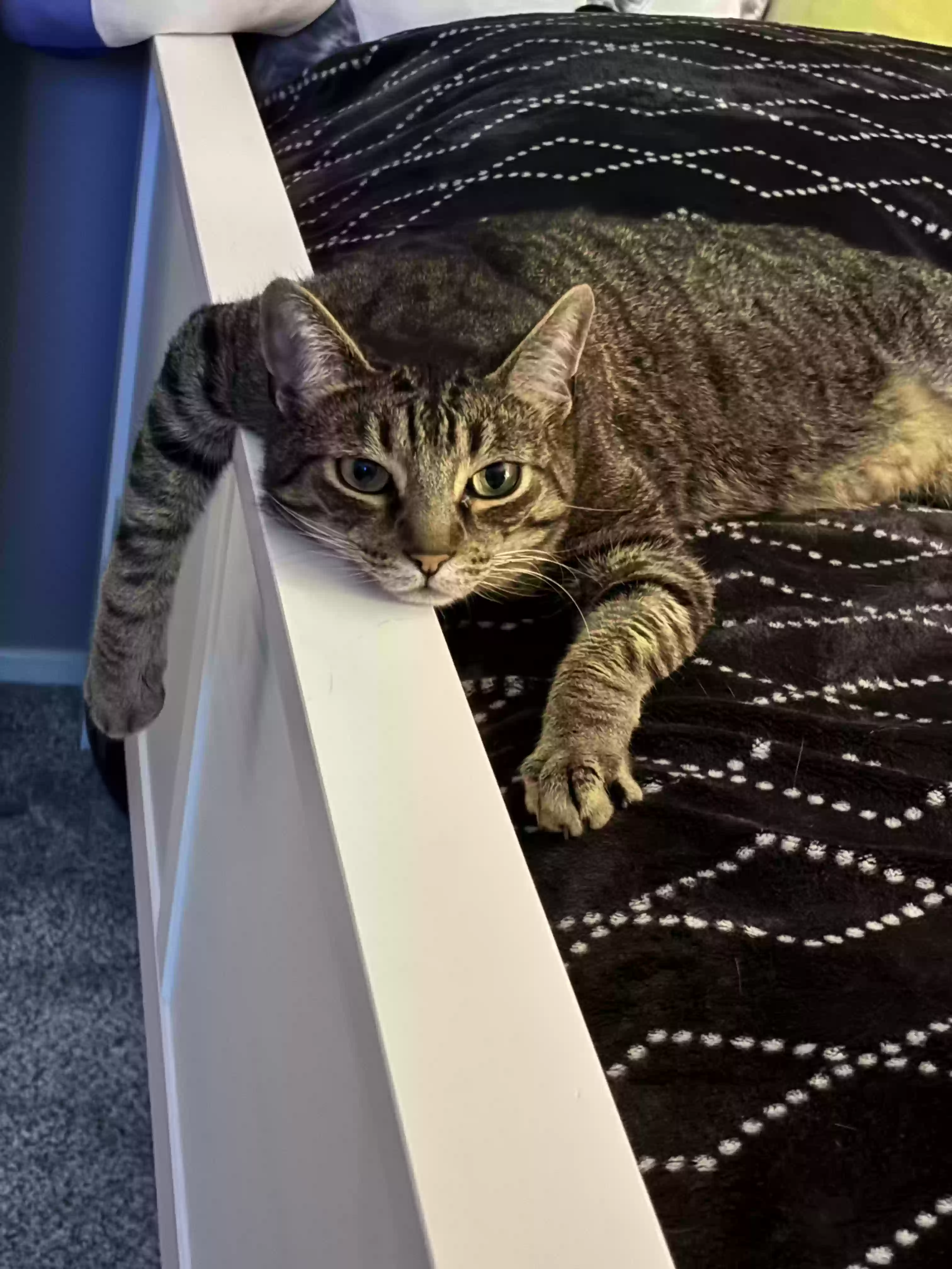 Lost cat in Victorville, CA, 92392