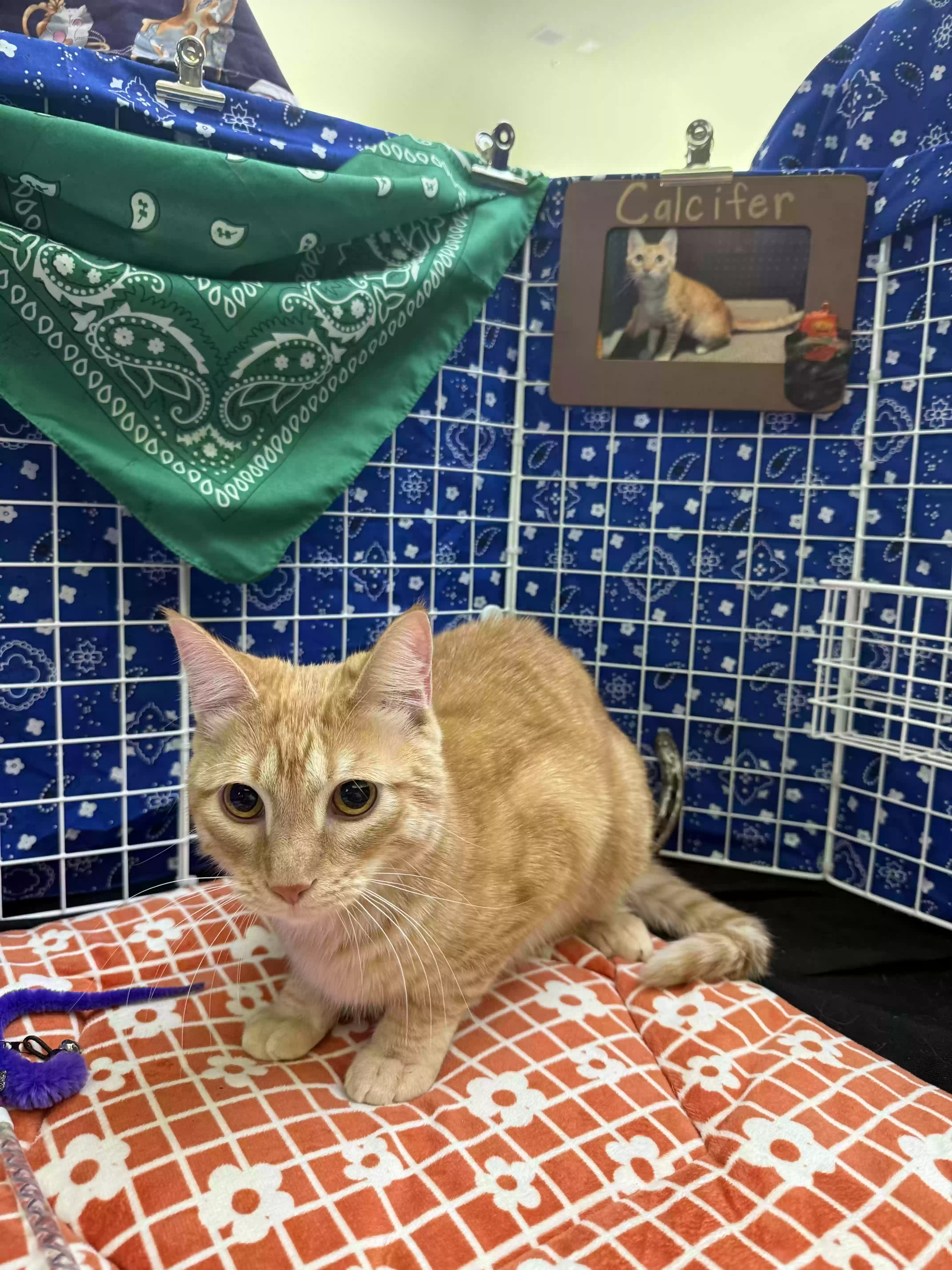 Lost cat in Spring, TX, 77380