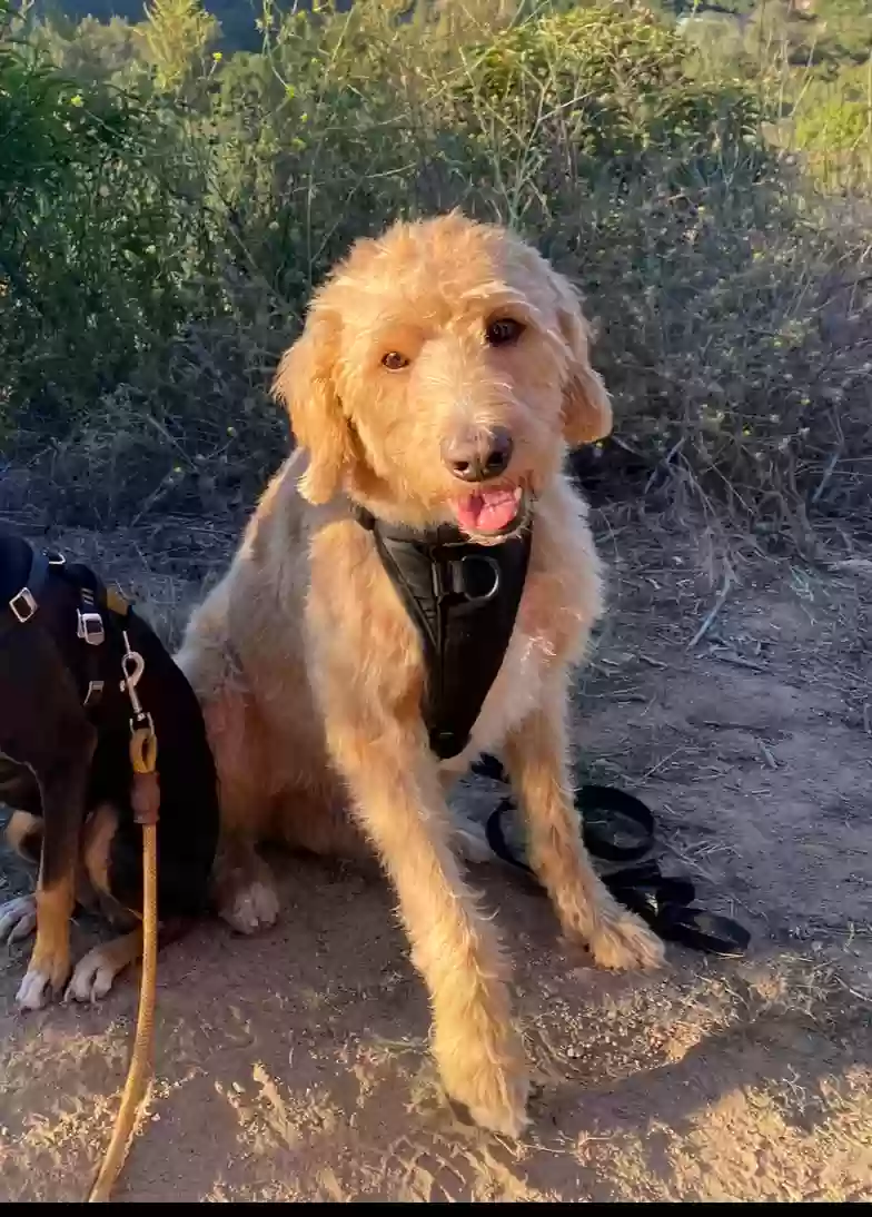 Lost dog in Escondido, CA, 92029