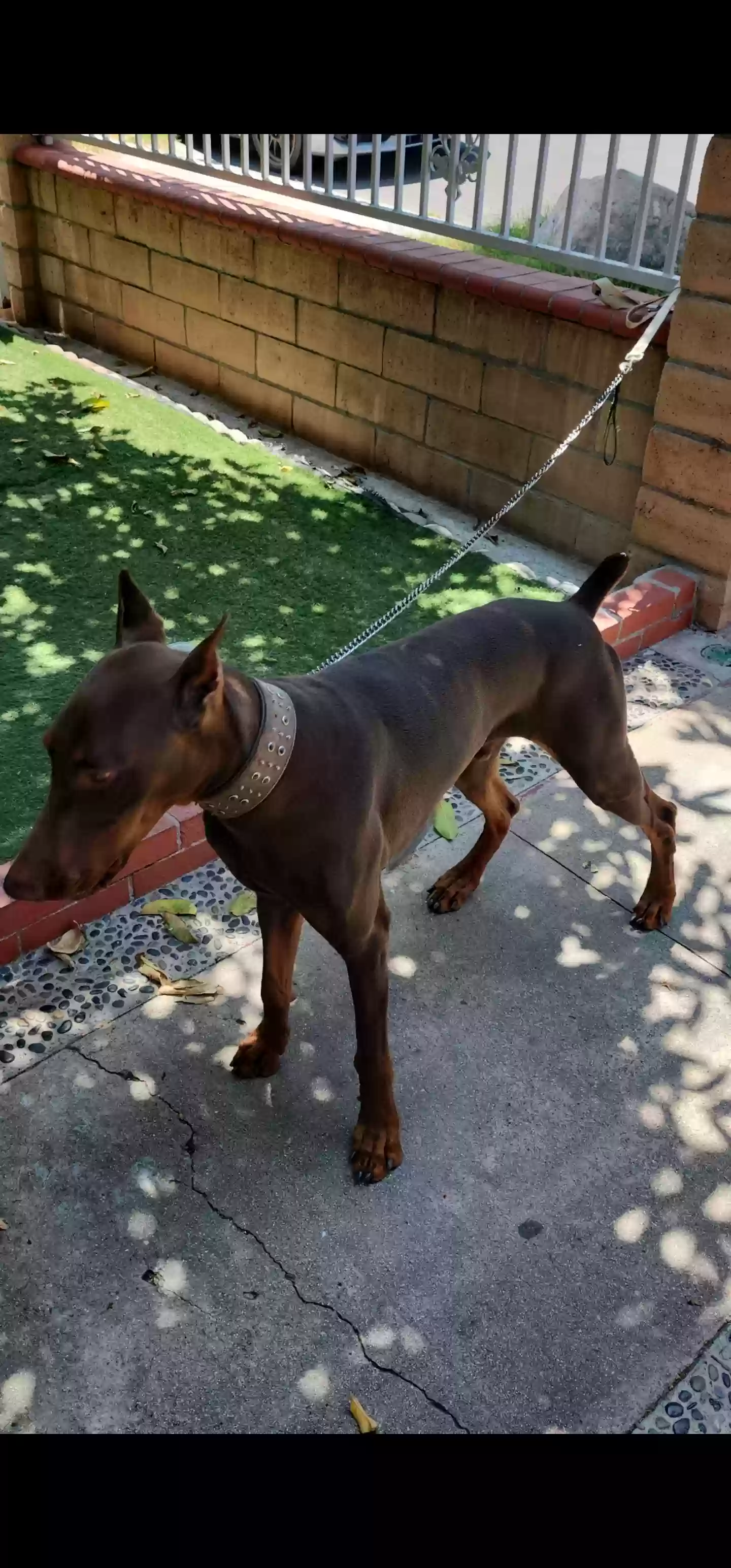 Lost dog in Hemet, CA, 92544