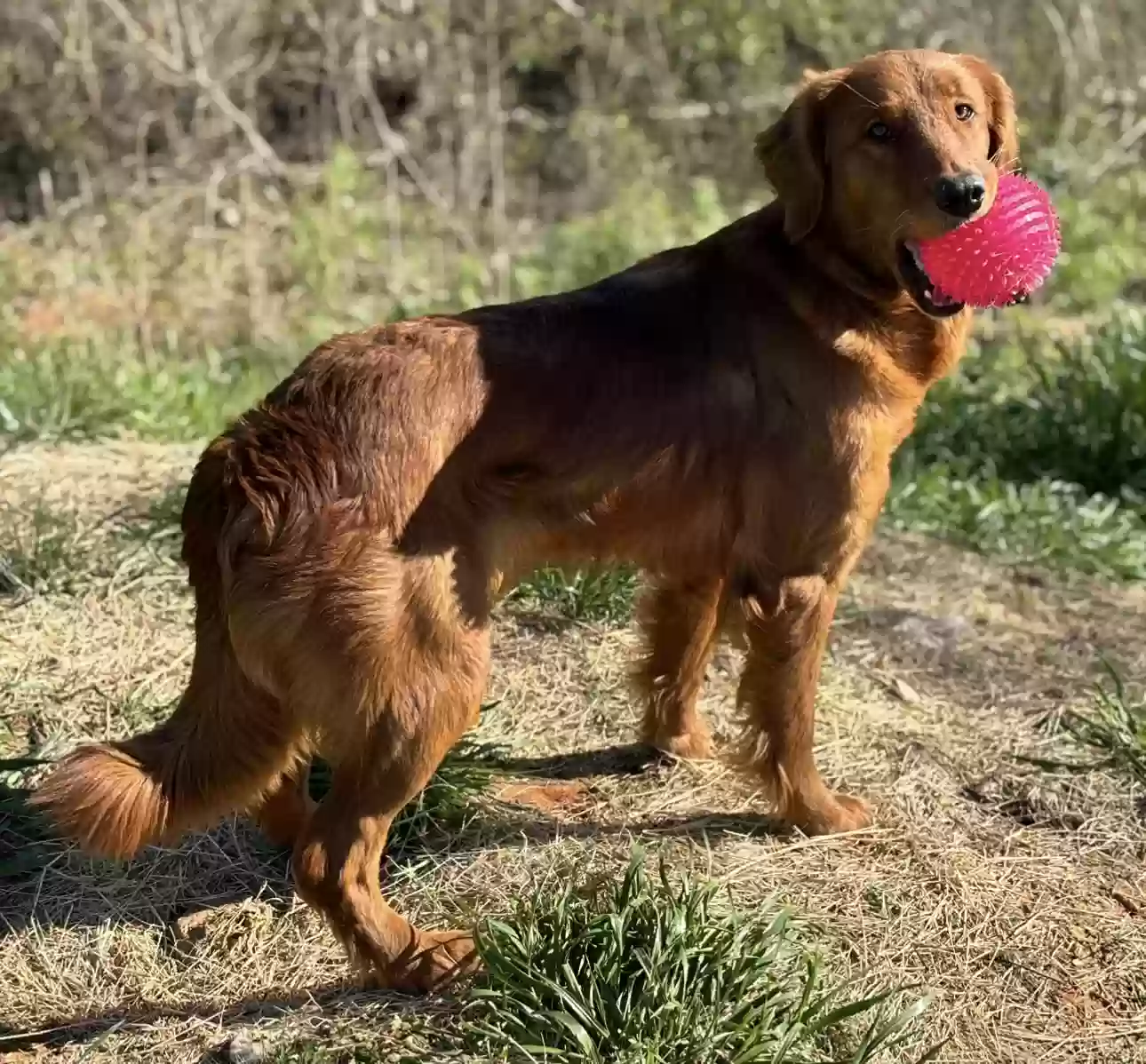 Lost dog in Duncanville, AL, 35456