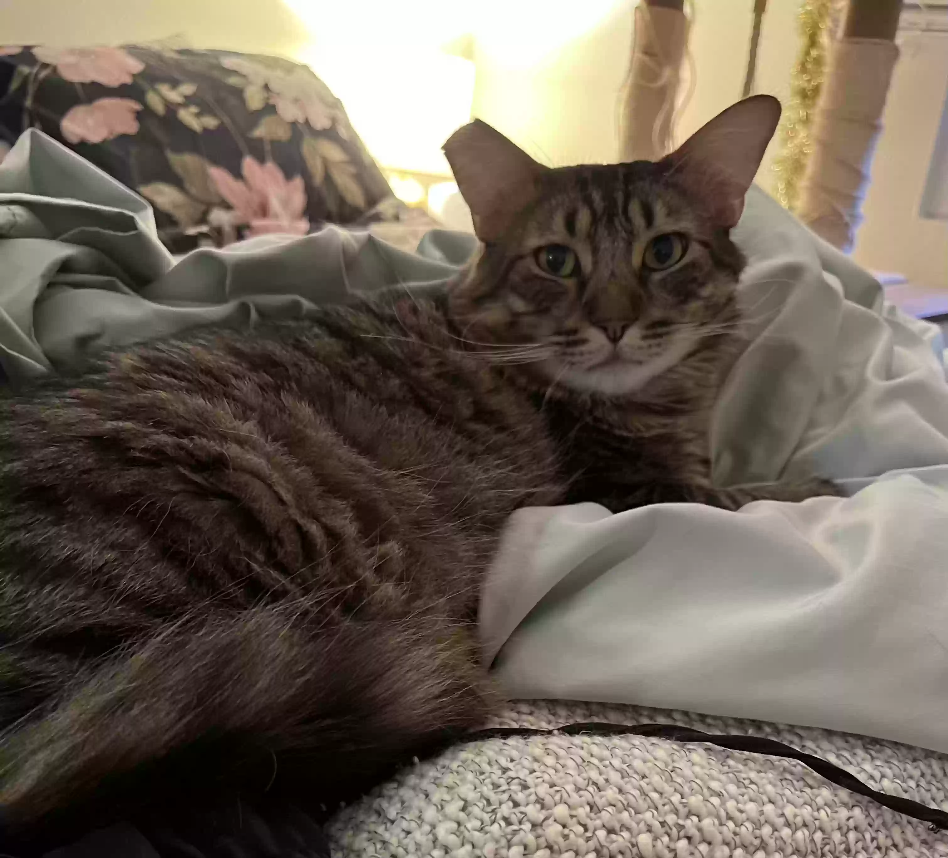 Lost cat in Portland, OR, 97210