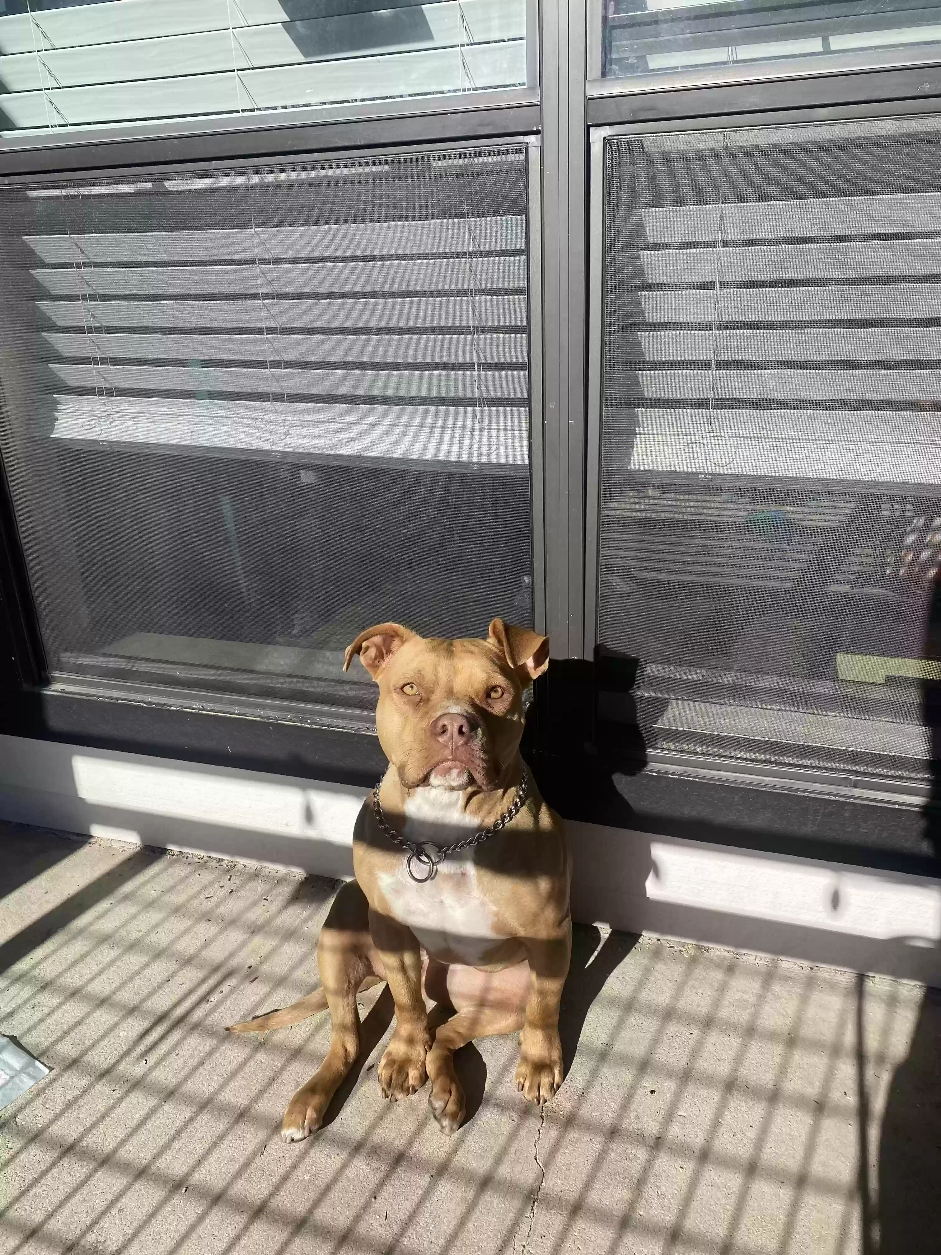 Lost dog in Dallas, TX, 75201