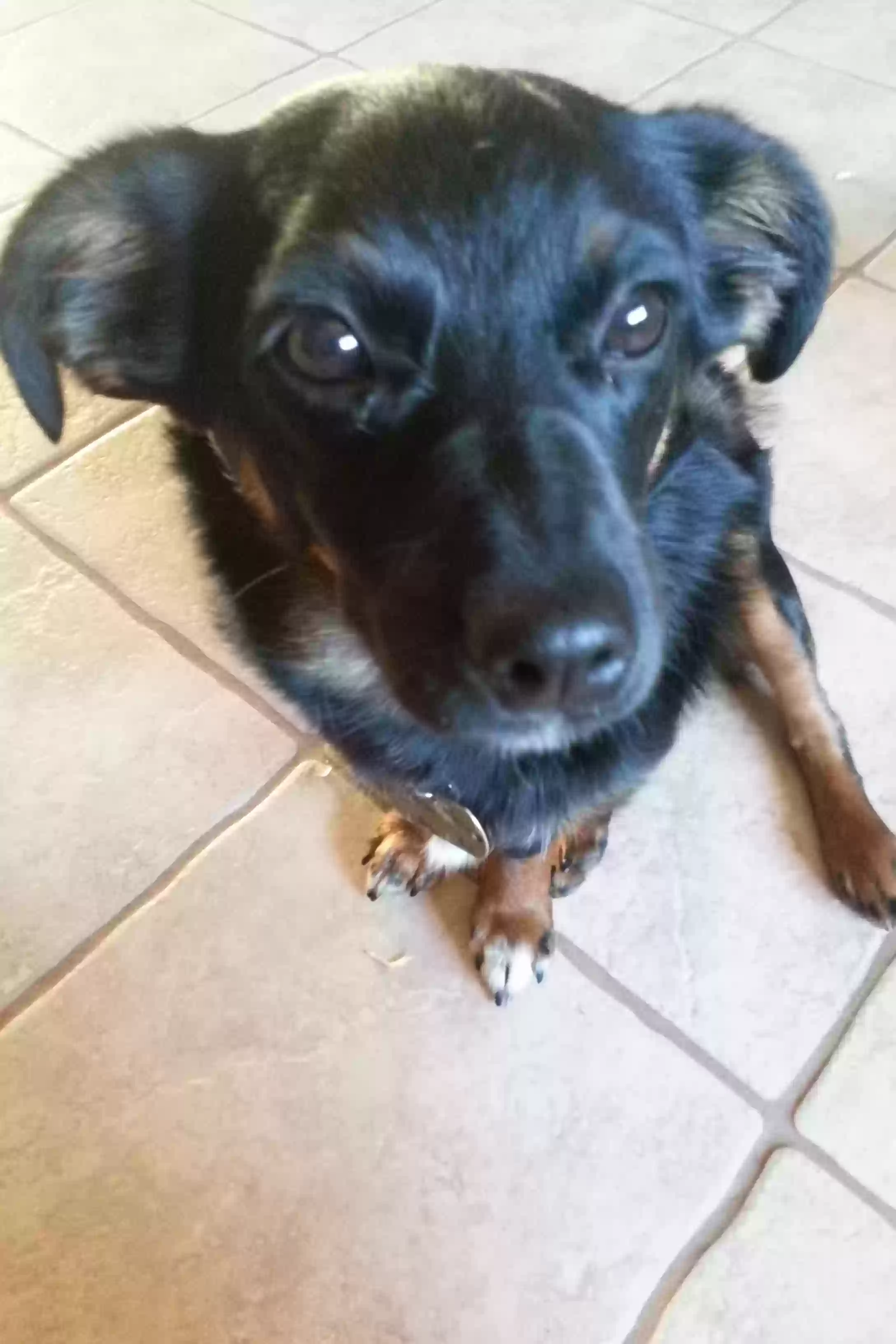 Lost dog in Casa Grande, AZ, 85194