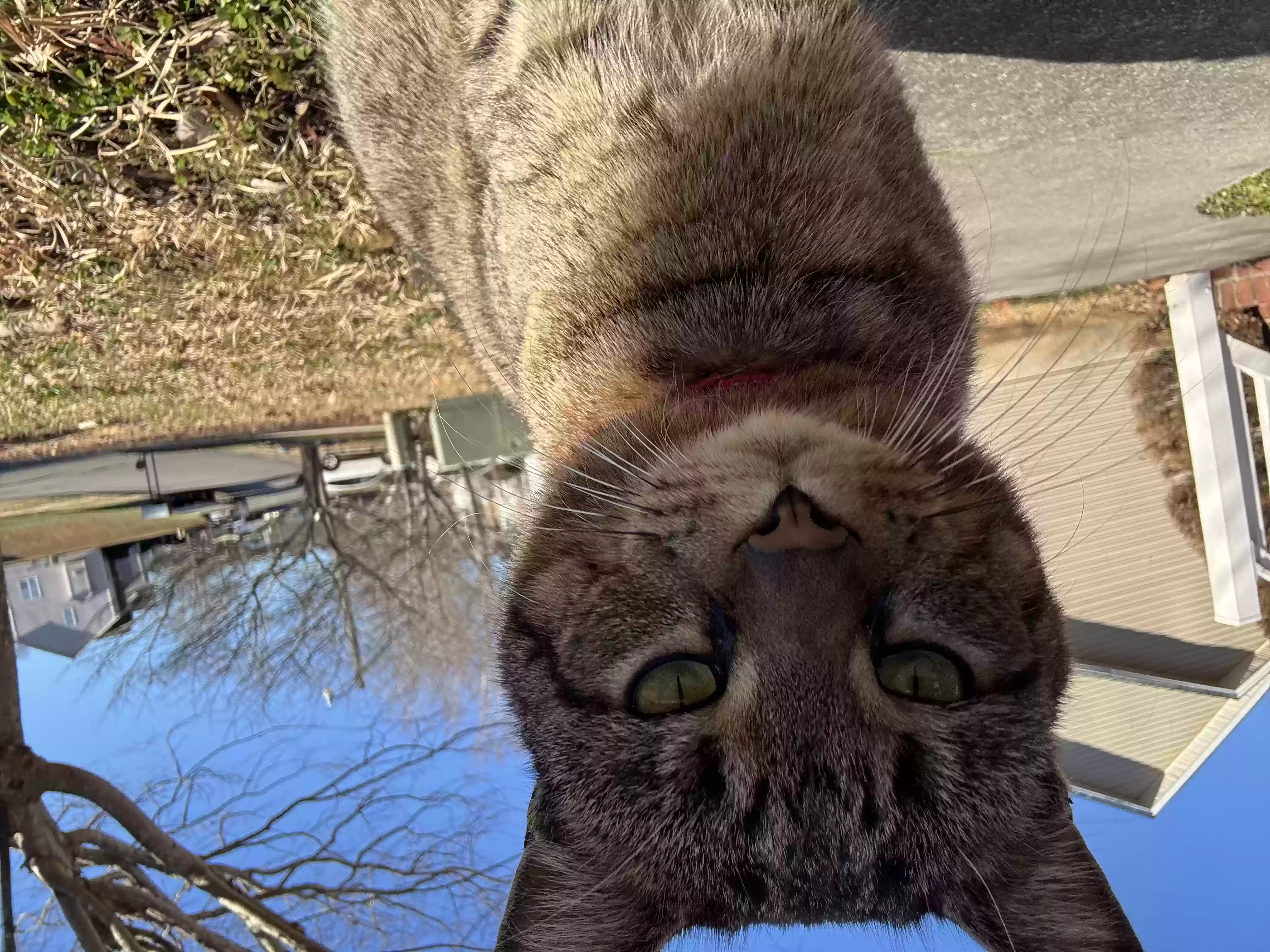 Lost cat in Winston Salem, NC, 27127