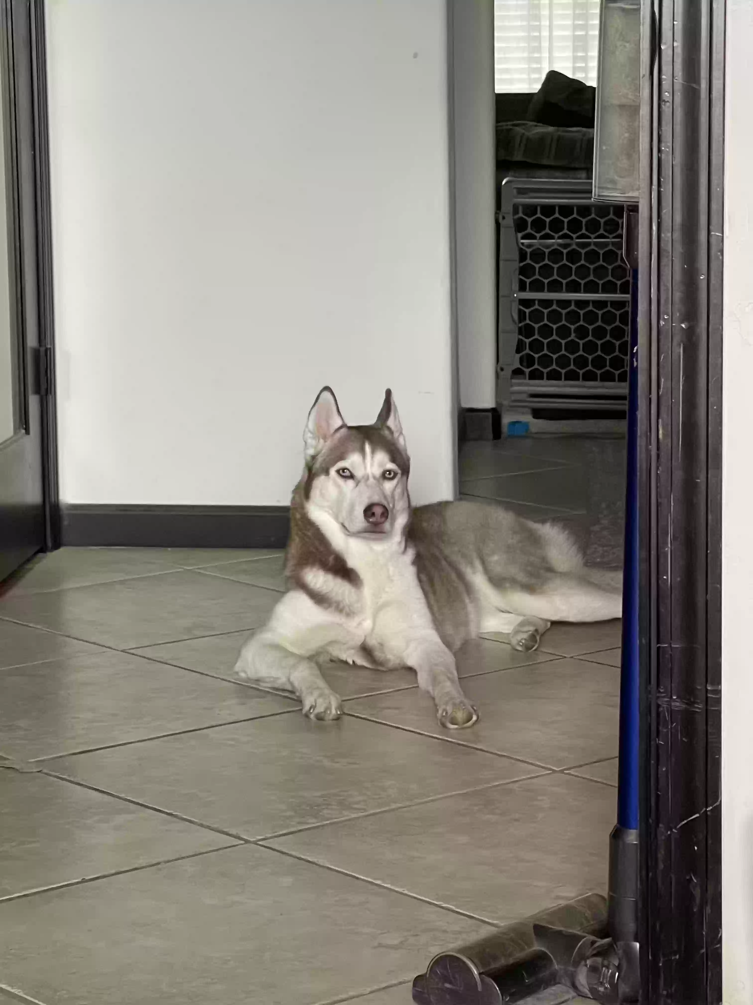 Lost dog in Rio Rancho, NM, 87144