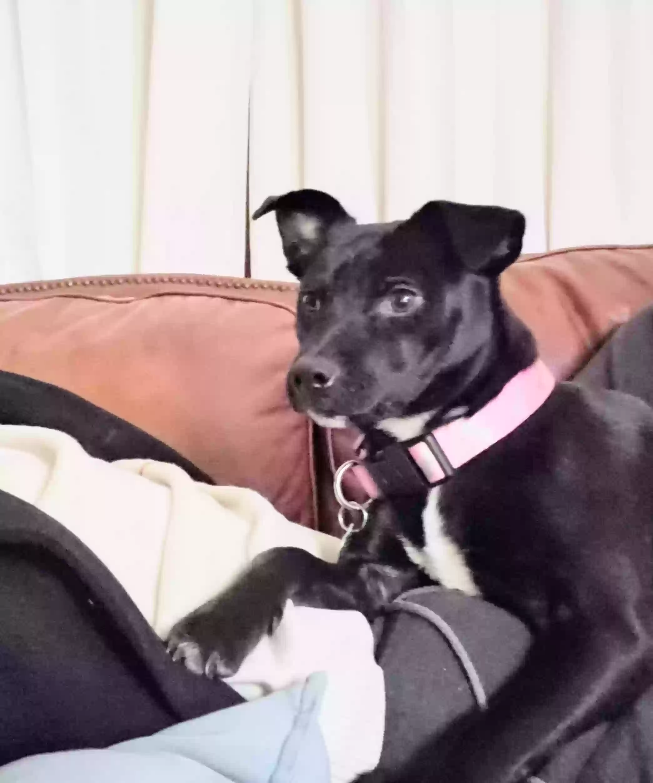 Lost dog in Pasadena, TX, 77506